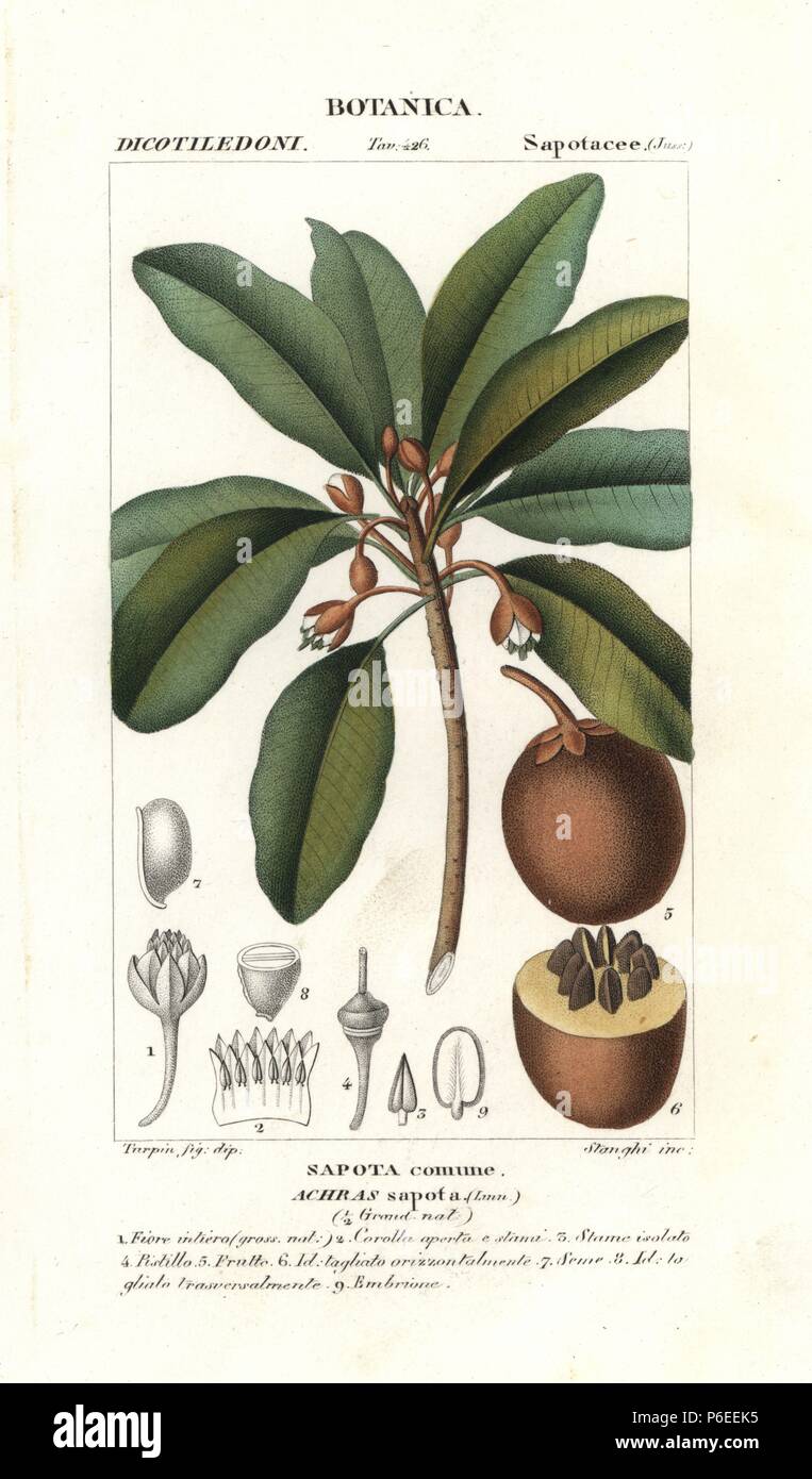 Sapodilla tree, Manilkara zapota, native to Mexico and Central America. Handcoloured copperplate stipple engraving from Jussieu's 'Dictionary of Natural Science,' Florence, Italy, 1837. Engraved by Stanghi, drawn by Pierre Jean-Francois Turpin, and published by Batelli e Figli. Turpin (1775-1840) is considered one of the greatest French botanical illustrators of the 19th century. Stock Photo