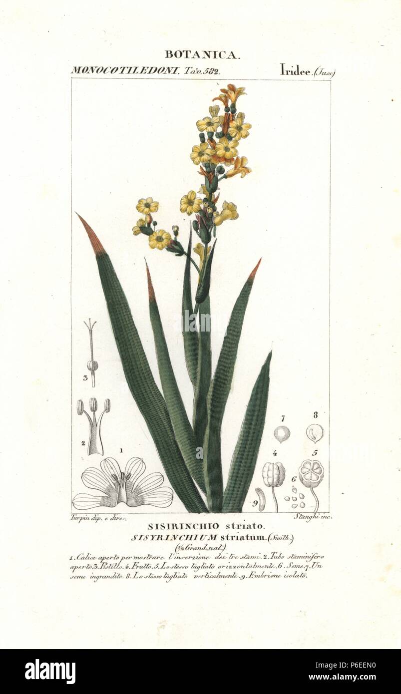Satin flower, Sisyrinchium striatum, native to Chile. Handcoloured copperplate stipple engraving from Jussieu's 'Dictionary of Natural Science,' Florence, Italy, 1837. Engraved by Stanghi, drawn by Pierre Jean-Francois Turpin, and published by Batelli e Figli. Turpin (1775-1840) is considered one of the greatest French botanical illustrators of the 19th century. Stock Photo
