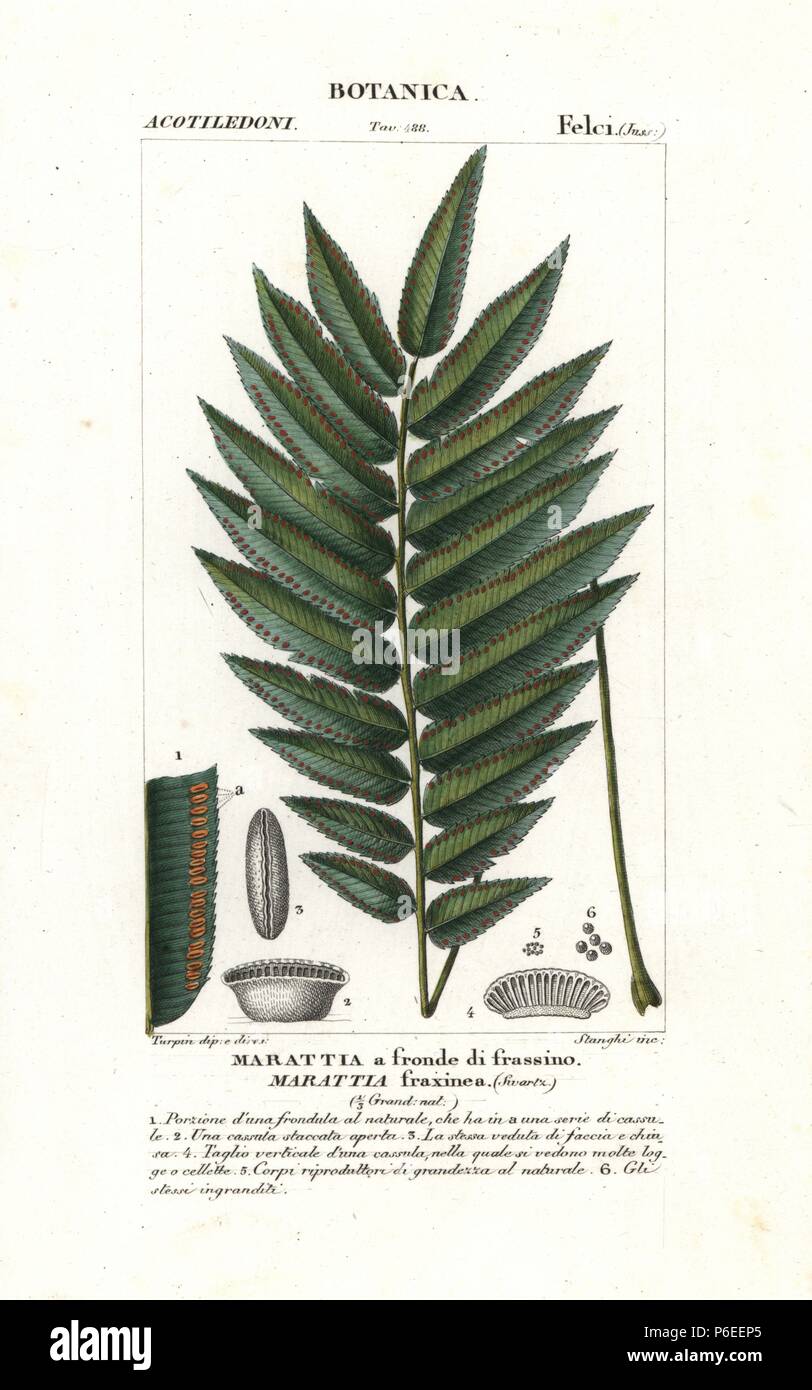 King fern, Ptisana salicina, native to Australia. Handcoloured copperplate stipple engraving from Jussieu's 'Dictionary of Natural Science,' Florence, Italy, 1837. Engraved by Stanghi, drawn by Pierre Jean-Francois Turpin, and published by Batelli e Figli. Turpin (1775-1840) is considered one of the greatest French botanical illustrators of the 19th century. Stock Photo
