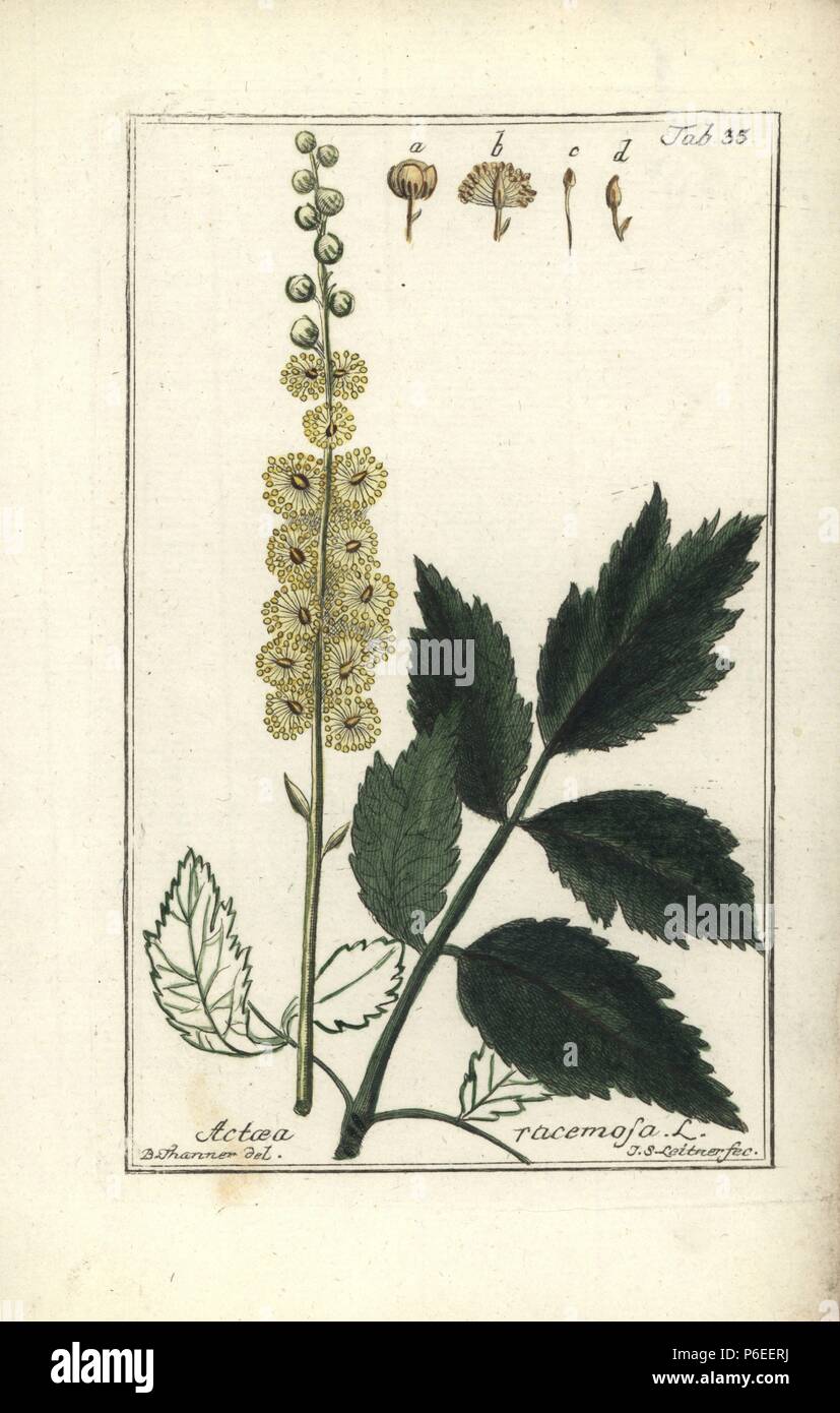 Black cohosh, Actaea racemosa. Handcoloured copperplate engraving by J