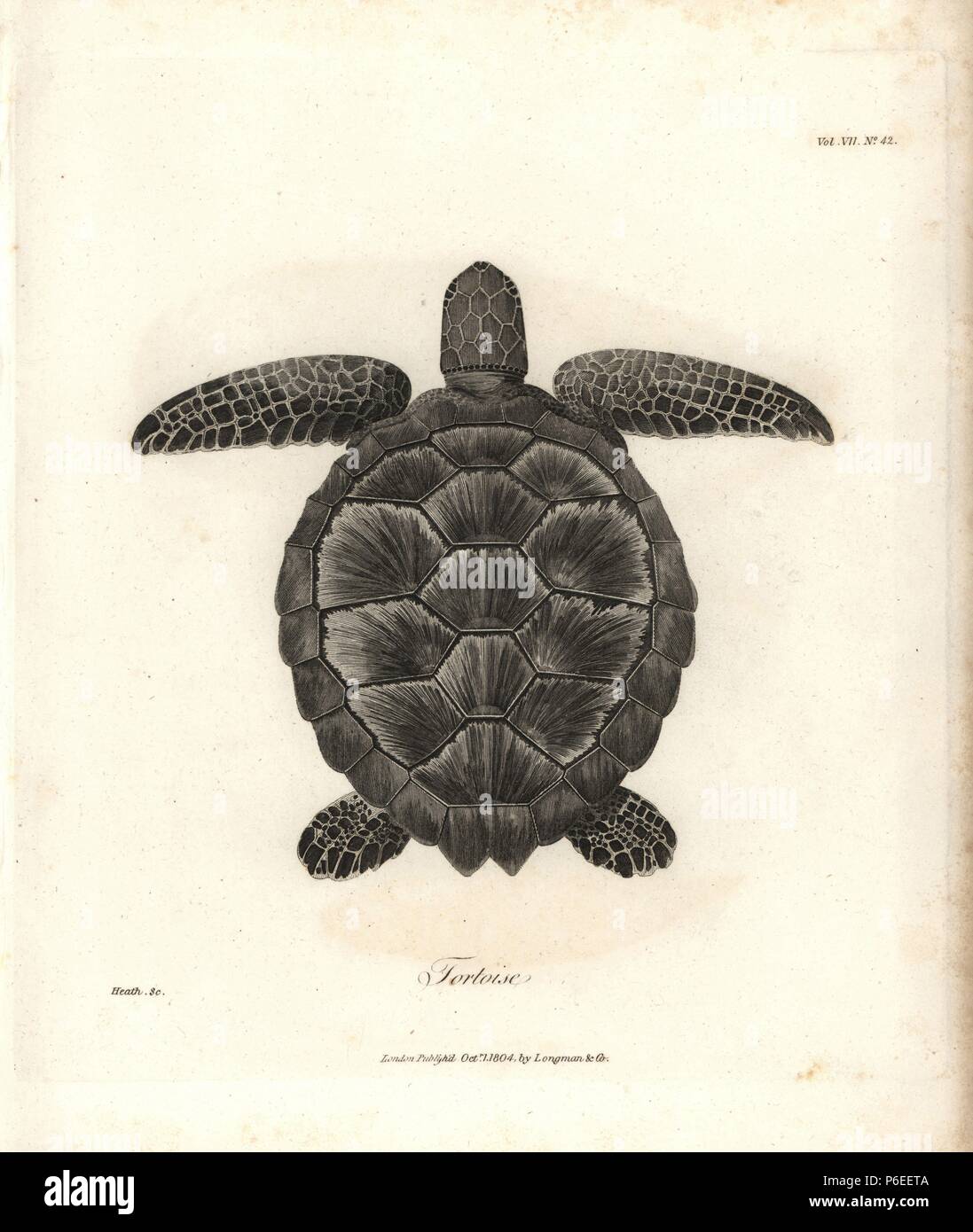 Caretta or hawksbill sea turtle, Eretmochelys imbricata. Critically endangered. Copperplate engraving from James Bruce's 'Travels to Discover the Source of the Nile, in the years 1768, 1769, 1770, 1771, 1772 and 1773,' London, 1790. James Bruce (1730-1794) was a Scottish explorer and travel writer who spent more than 12 years in North Africa and Ethiopia. Engraved by Heath after an original drawing by Bruce. Stock Photo