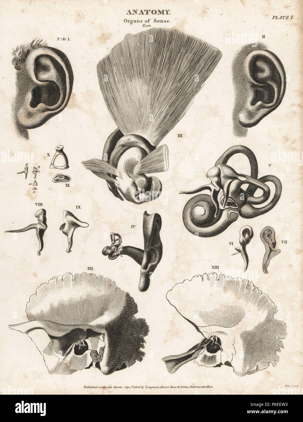 Anatomy of the human ear showing ear flap, anvil, stirrup, cochlea