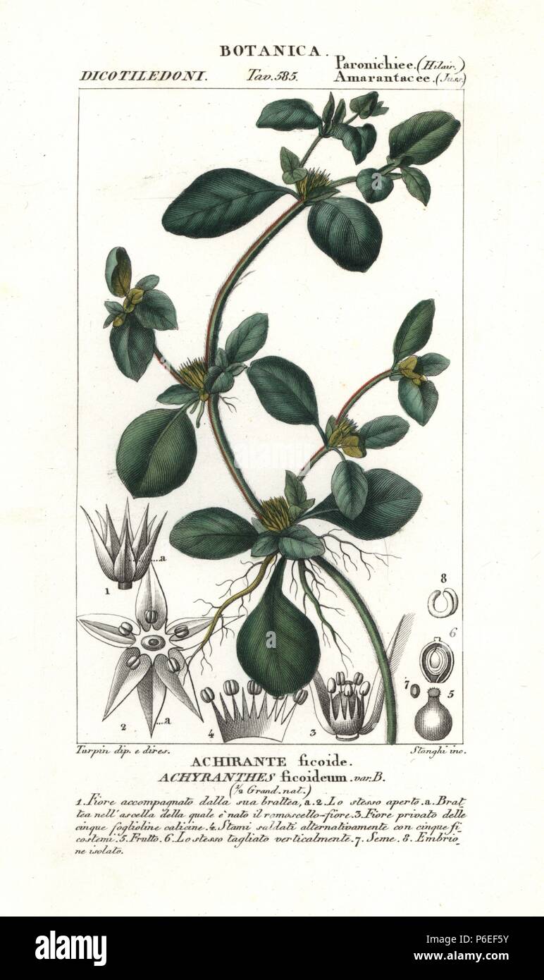 Slender joyweed, Alternanthera ficoidea, native to America. Handcoloured copperplate stipple engraving from Jussieu's 'Dictionary of Natural Science,' Florence, Italy, 1837. Engraved by Stanghi, drawn by Pierre Jean-Francois Turpin, and published by Batelli e Figli. Turpin (1775-1840) is considered one of the greatest French botanical illustrators of the 19th century. Stock Photo