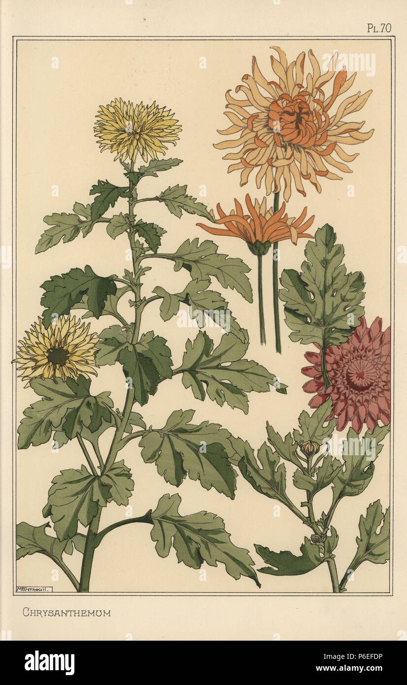Chrysanthemum botanical study. Lithograph by M. P. Verneuil with pochoir (stencil) handcoloring from Eugene Grasset's “Plants and their Application to Ornament,” Paris, 1897. Eugene Grasset (1841-1917) was a Swiss artist whose innovative designs inspired the “art nouveau” movement at the end of the 19th century. Stock Photo