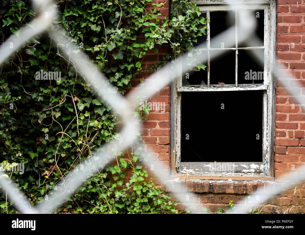 Abandoned brick wall with broken open window and kudzu growing; at