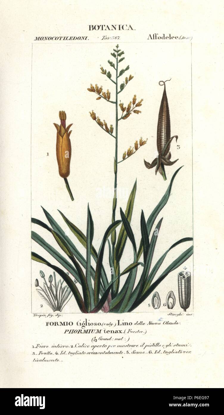 New Zealand flax, Phormium tenax. Handcoloured copperplate stipple engraving from Jussieu's 'Dictionary of Natural Science,' Florence, Italy, 1837. Engraved by Stanghi, drawn by Pierre Jean-Francois Turpin, and published by Batelli e Figli. Turpin (1775-1840) is considered one of the greatest French botanical illustrators of the 19th century. Stock Photo