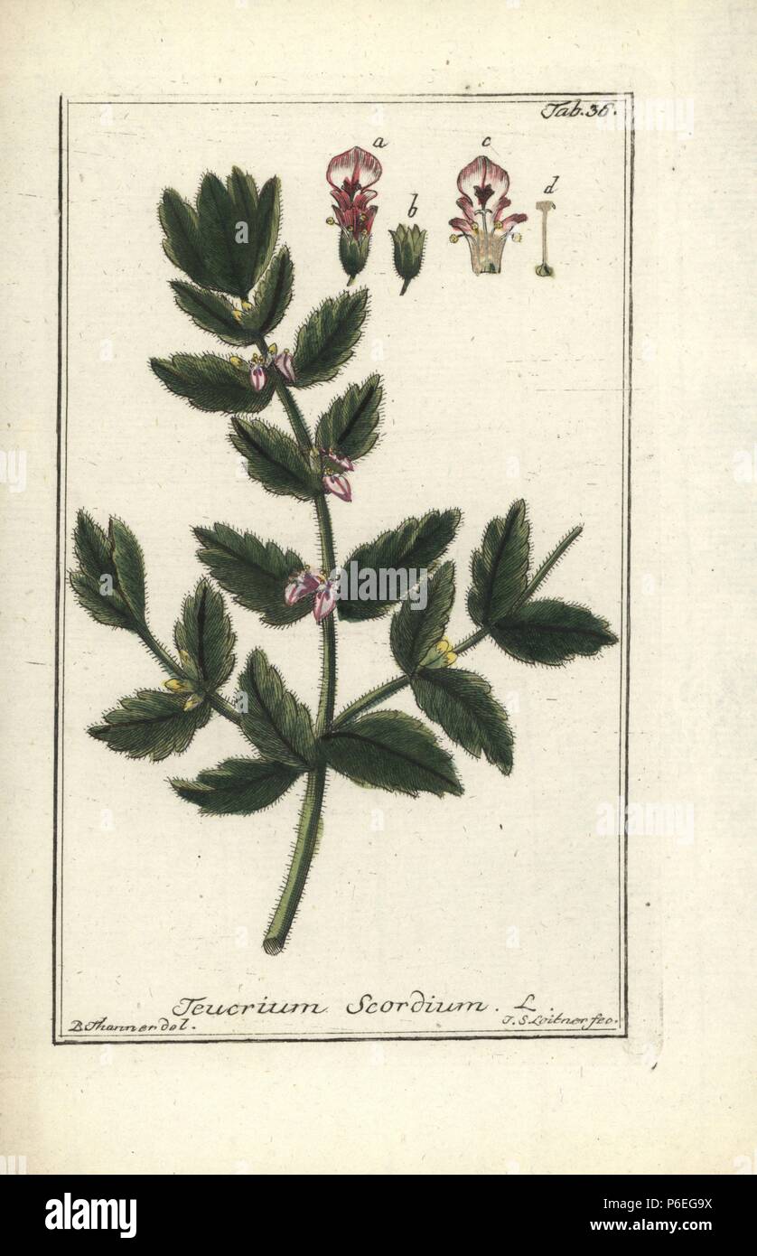 Water germander, Teucrium scordium. Handcoloured copperplate engraving by J.S. Leitner from a drawing by B. Thanner from Johannes Zorn's 'Icones plantarum medicinalium,' Germany, 1796. Zorn (1739-99) was a German pharmacist and botanist who travelled all over Europe searching for medicinal plants. Stock Photo