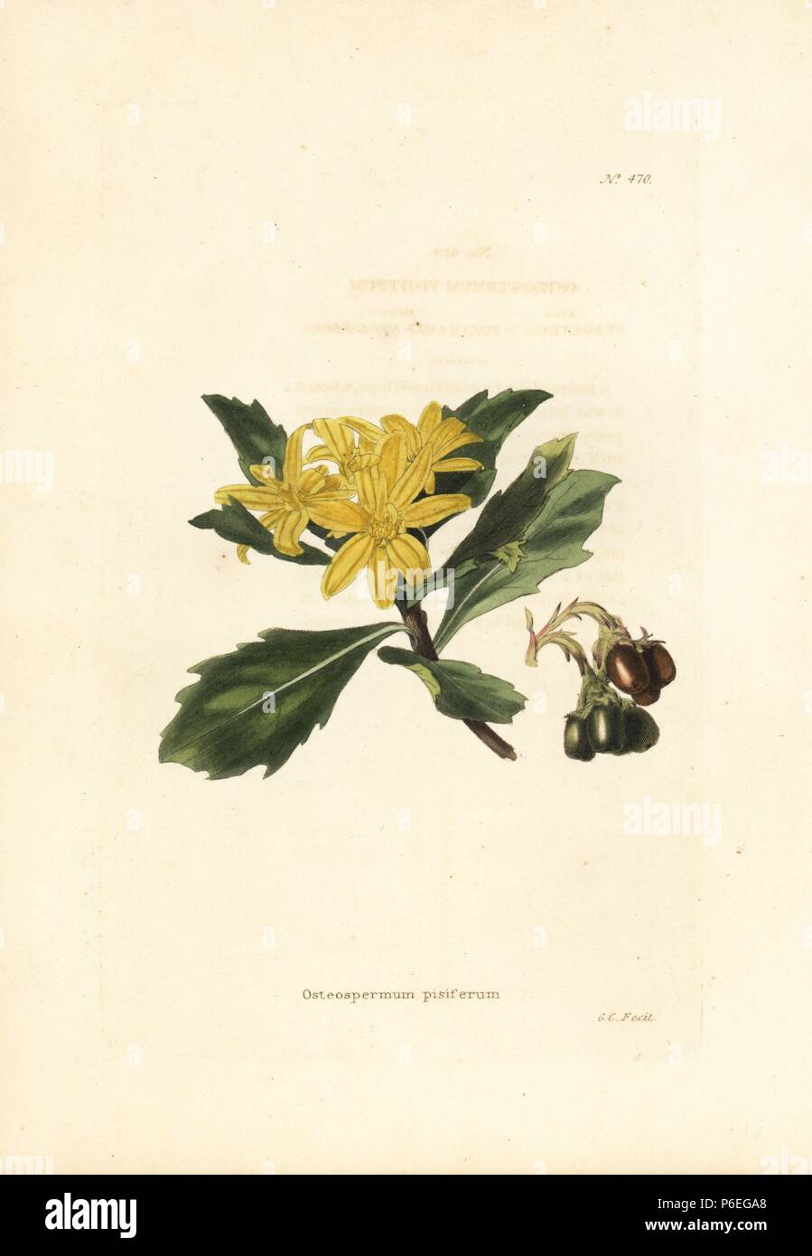 Boneseed or tick berry, Chrysanthemoides monilifera subsp. pisifera. Handcoloured copperplate engraving by George Cooke from Conrad Loddiges' Botanical Cabinet, London, 1810. Stock Photo