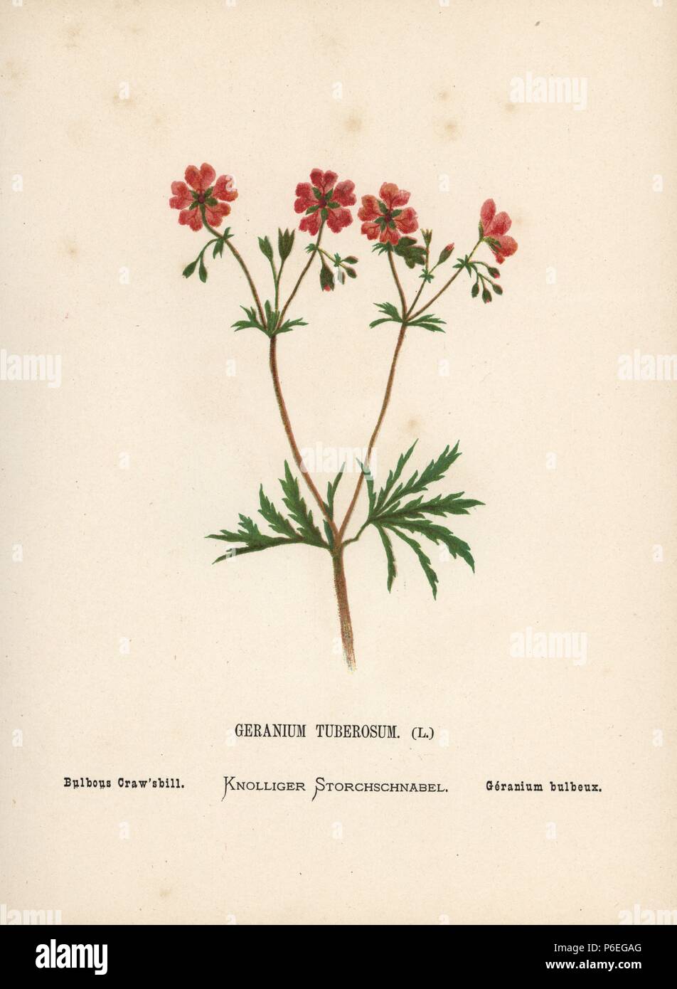 Bulbous craw's bill, Geranium tuberosum. Chromolithograph of a botanical illustration by Hannah Zeller from her own Wild Flowers of the Holy Land,' James Nisbet, London, 1876. Hannah Zeller (1838-1922) was a Swiss missionary who botanized near Nazareth for many years. Stock Photo