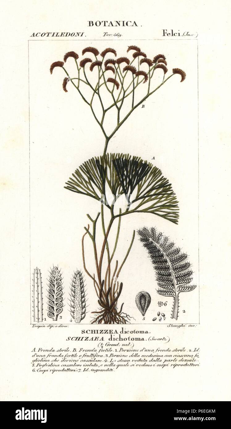 Fan fern, Schizaea dichotoma. Handcoloured copperplate stipple engraving from Jussieu's 'Dictionary of Natural Science,' Florence, Italy, 1837. Engraved by Stanghi, drawn by Pierre Jean-Francois Turpin, and published by Batelli e Figli. Turpin (1775-1840) is considered one of the greatest French botanical illustrators of the 19th century. Stock Photo
