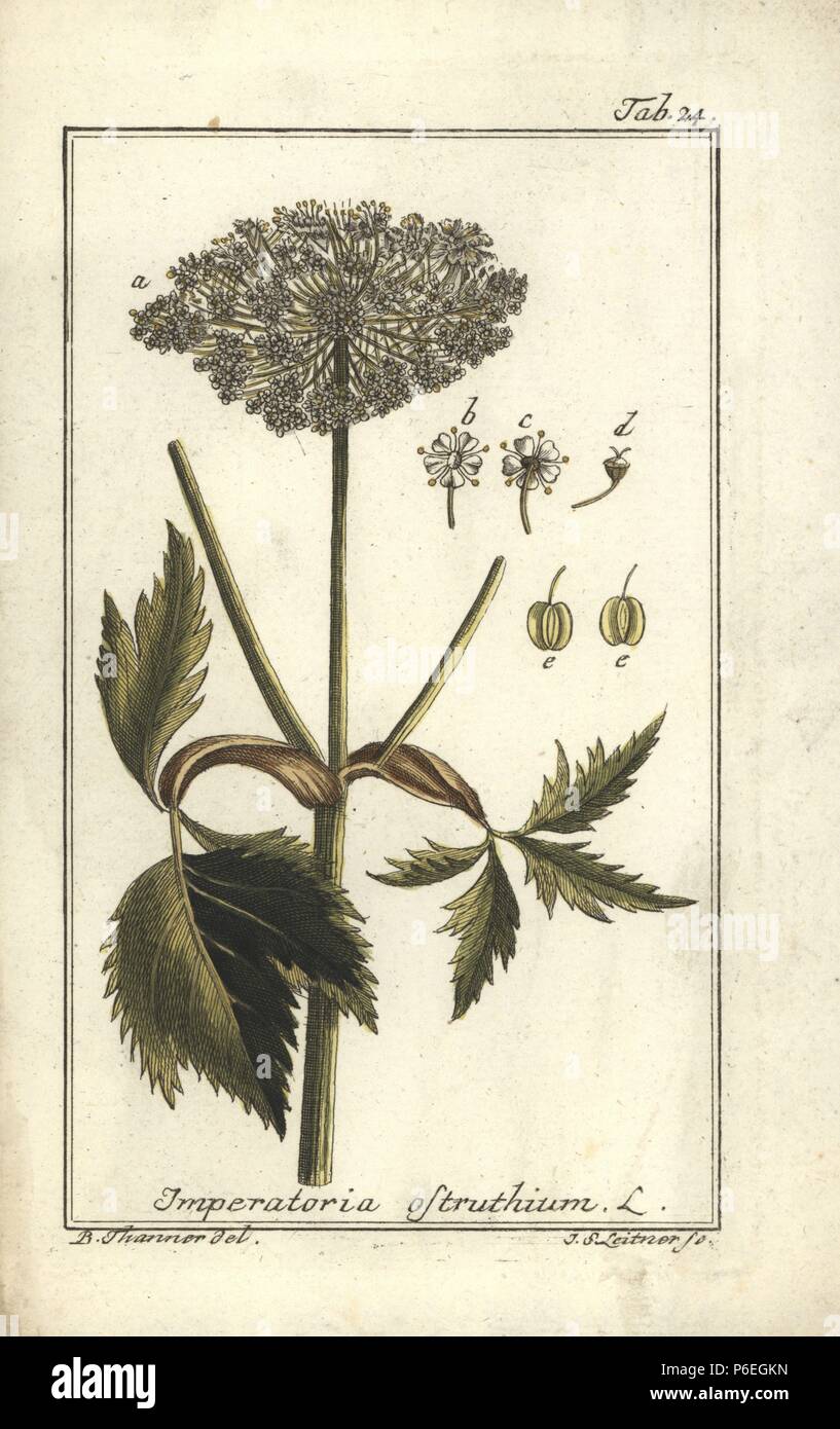 Masterwort, Imperatoria ostruthium. Handcoloured copperplate engraving by J.S. Leitner from a drawing by B. Thanner from Johannes Zorn's 'Icones plantarum medicinalium,' Germany, 1796. Zorn (1739-99) was a German pharmacist and botanist who travelled all over Europe searching for medicinal plants. Stock Photo