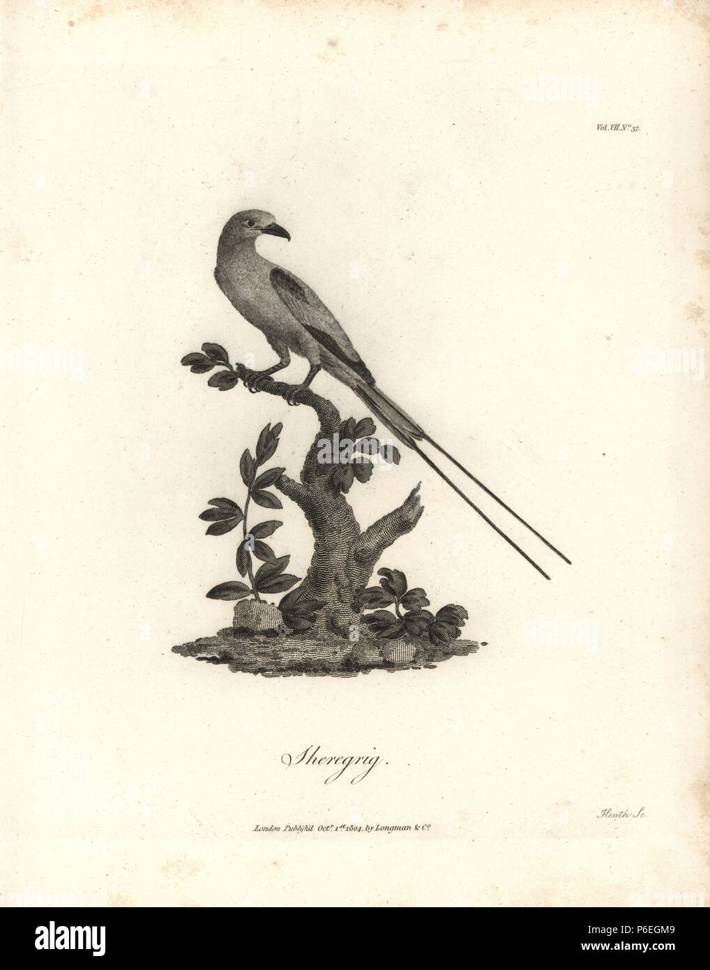 Sheregrig or lilac-breasted roller, Coracias caudatus. Copperplate engraving from James Bruce's 'Travels to Discover the Source of the Nile, in the years 1768, 1769, 1770, 1771, 1772 and 1773,' London, 1790. James Bruce (1730-1794) was a Scottish explorer and travel writer who spent more than 12 years in North Africa and Ethiopia. Engraved by Heath after an original drawing by Bruce. Stock Photo