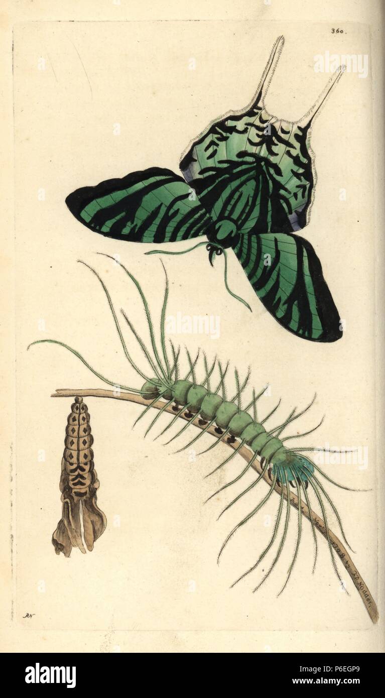 Green-banded urania, Urania leilus, butterfly, caterpillar and pupa. Illustration drawn and engraved by Richard Polydore Nodder. Handcolored copperplate engraving from George Shaw and Frederick Nodder's 'The Naturalist's Miscellany,' London, 1798. Most of the 1,064 illustrations of animals, birds, insects, crustaceans, fishes, marine life and microscopic creatures were drawn by George Shaw, Frederick Nodder and Richard Nodder, and engraved and published by the Nodder family. Frederick drew and engraved many of the copperplates until his death around 1800, and son Richard (17741823) was respon Stock Photo