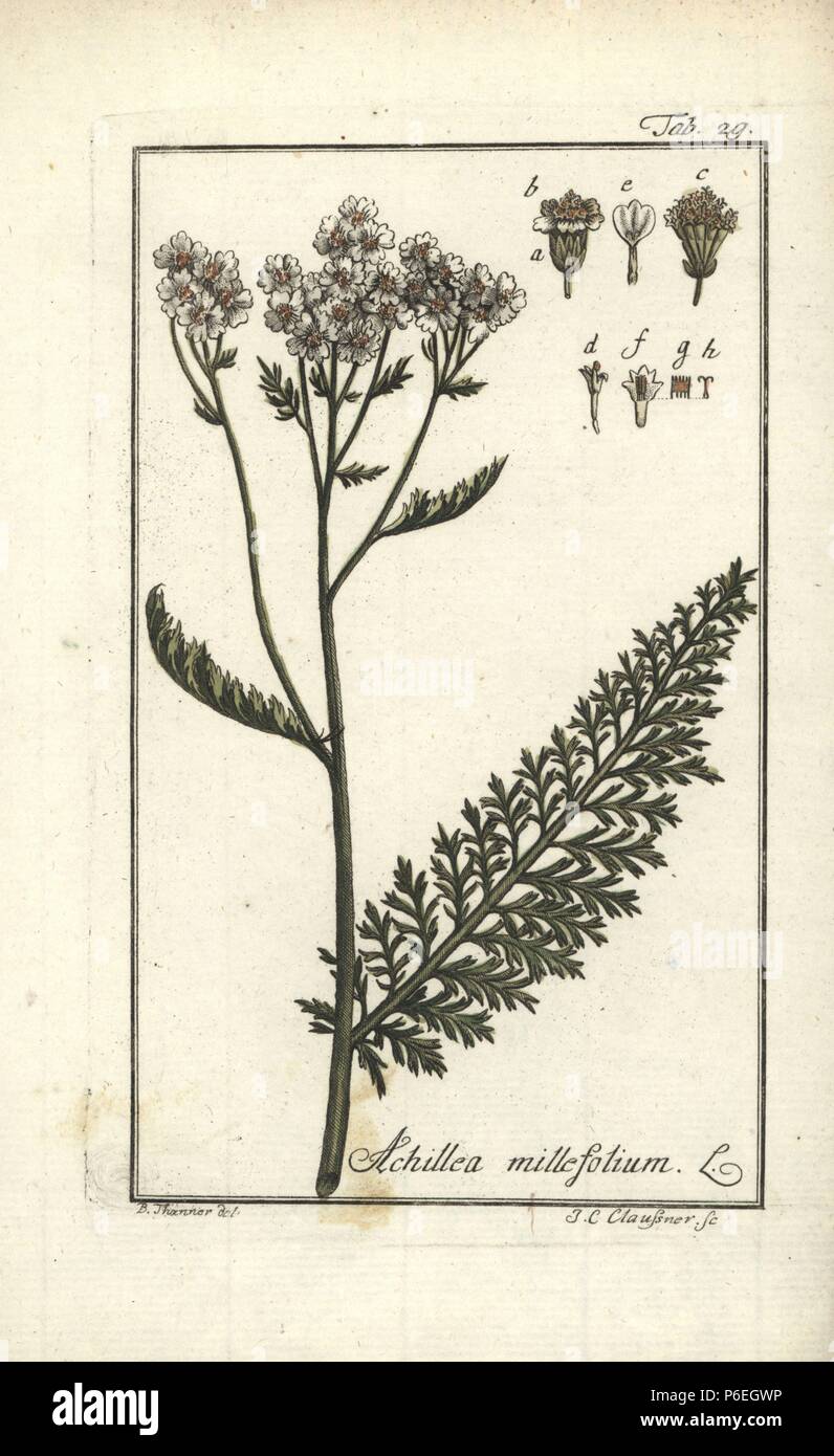 Yarrow, Achillea millefolium. Handcoloured copperplate engraving by J.C. Claussner from a drawing by B. Thanner from Johannes Zorn's 'Icones plantarum medicinalium,' Germany, 1796. Zorn (1739-99) was a German pharmacist and botanist who travelled all over Europe searching for medicinal plants. Stock Photo