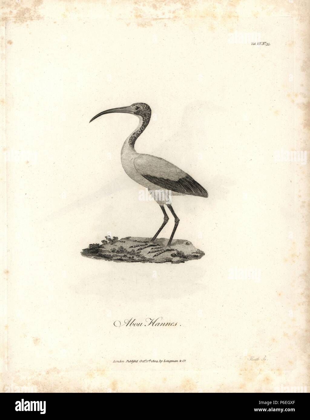 Abou hannes or sacred ibis, Threskiornis aethiopicus. Copperplate engraving from James Bruce's 'Travels to Discover the Source of the Nile, in the years 1768, 1769, 1770, 1771, 1772 and 1773,' London, 1790. James Bruce (1730-1794) was a Scottish explorer and travel writer who spent more than 12 years in North Africa and Ethiopia. Engraved by Heath after an original drawing by Bruce. Stock Photo