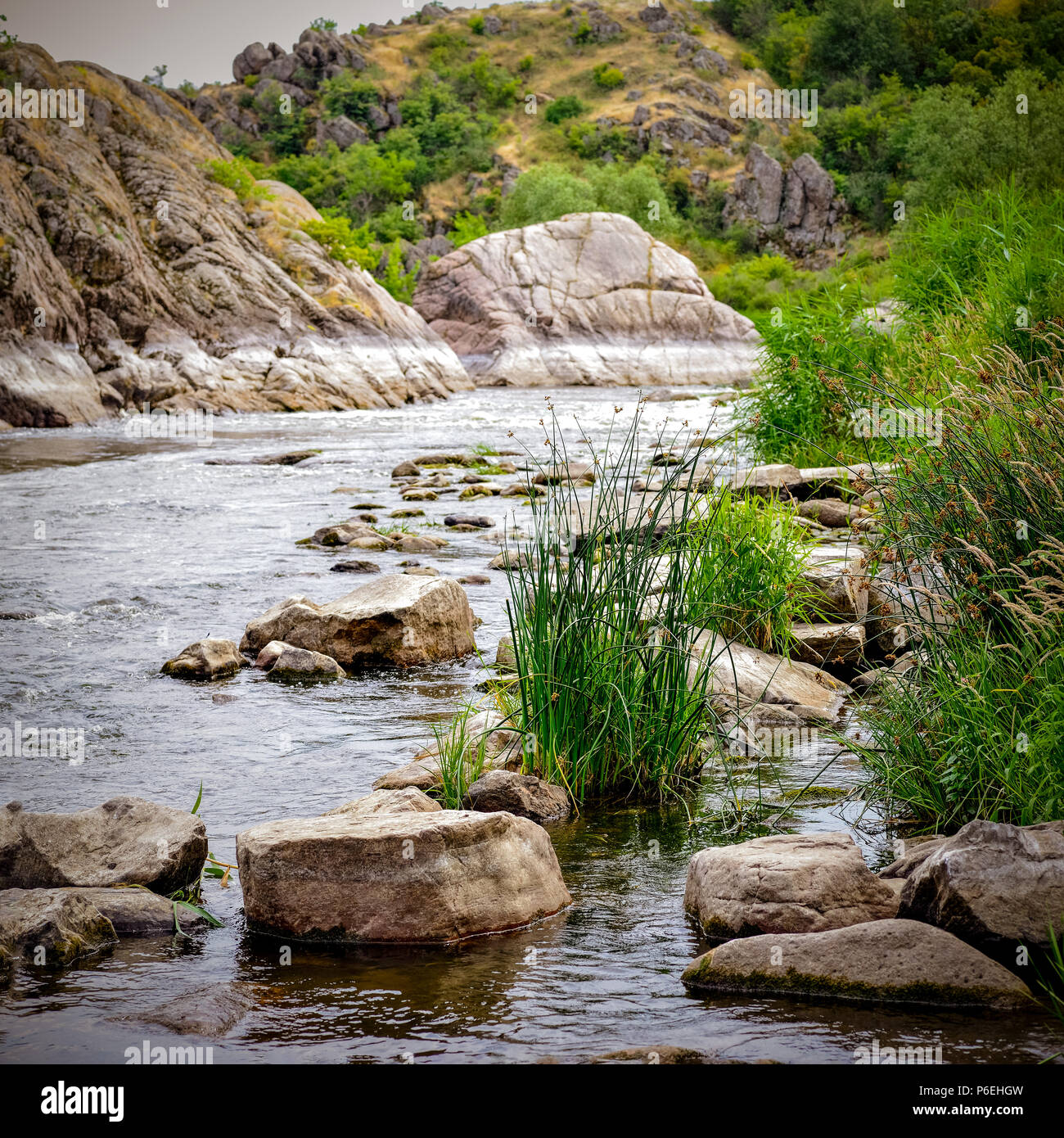 Forest river water scene. River mountain rapid flow of water. Reed rocks stones. Stock Photo
