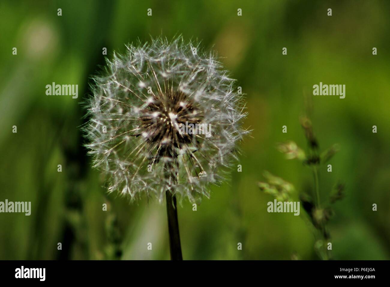 Spring Weeds High Resolution Stock Photography and Images - Alamy