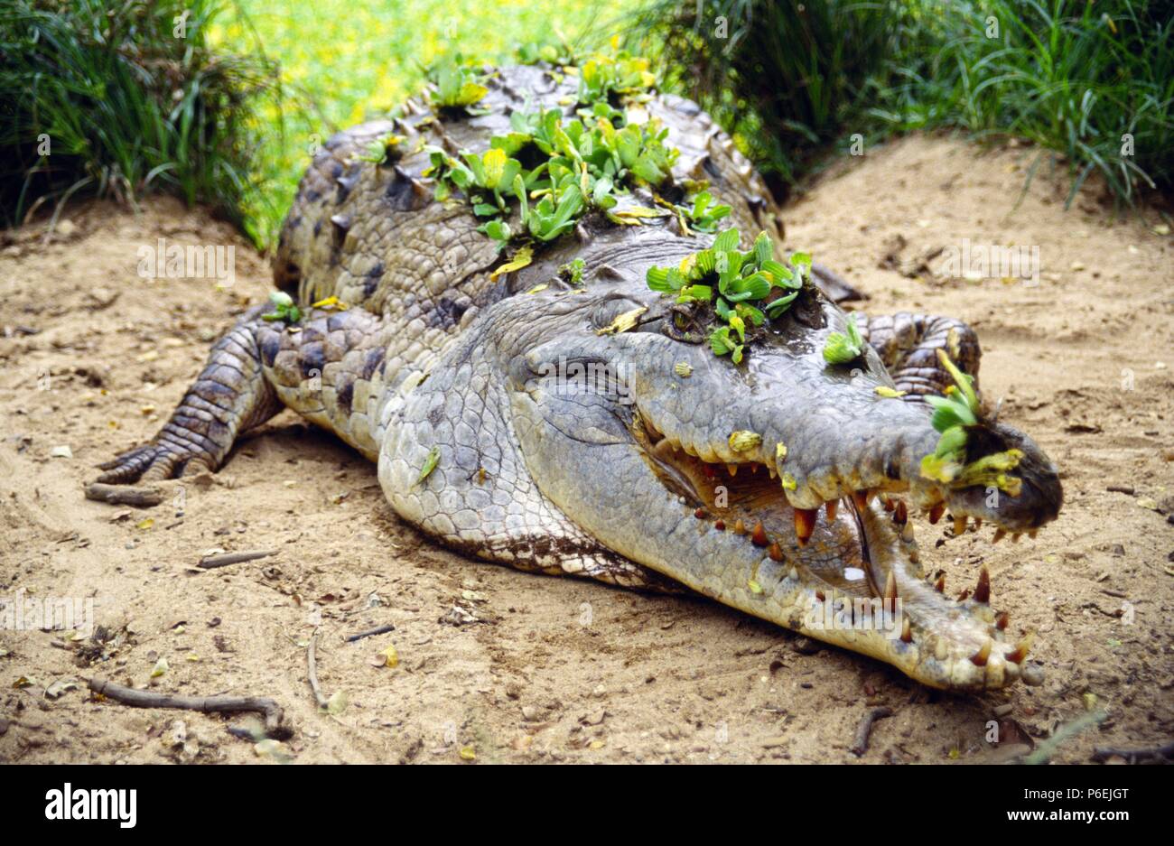 Cocodrilo narigudo o americano (Crocodylus acutus). Los Llanos.Masaguaral. Estado de Apure.Estado de Bolivar. Venezuela. Stock Photo