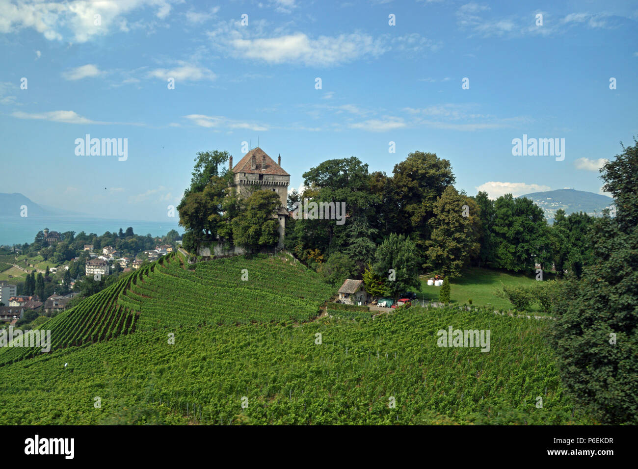 Vineyard in Montreux Stock Photo