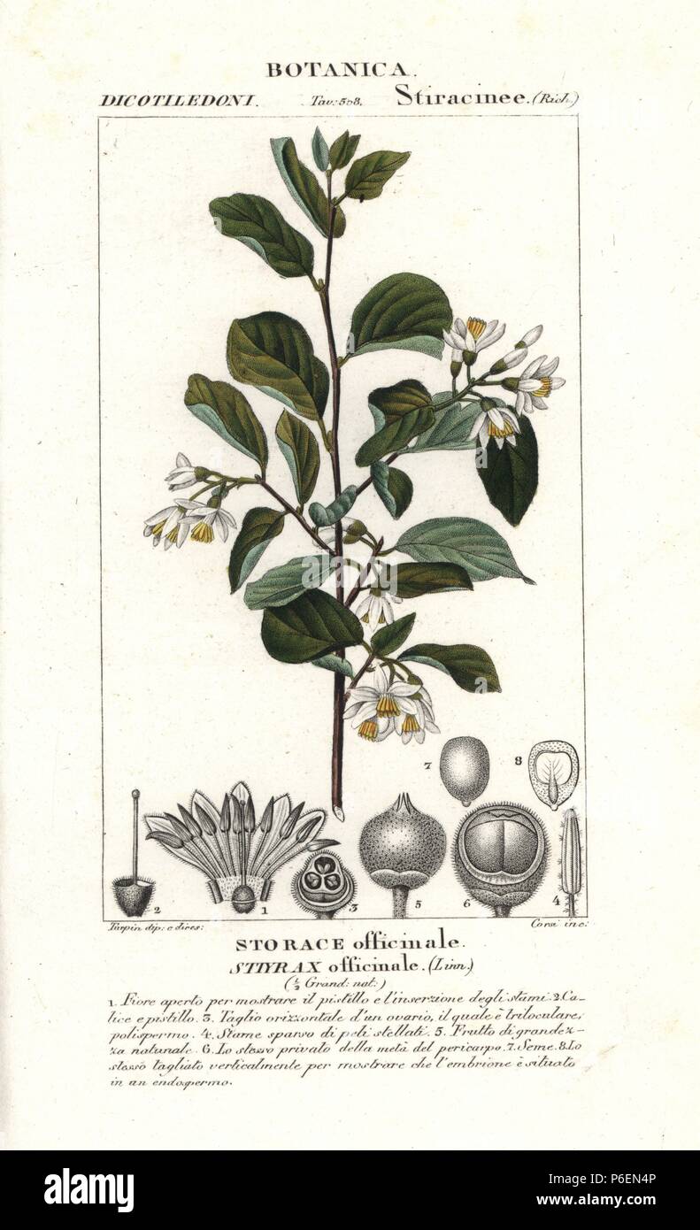 Styrax, Styrax officinalis, native to Europe and the Middle East. Handcoloured copperplate stipple engraving from Jussieu's 'Dictionary of Natural Science,' Florence, Italy, 1837. Engraved by Corsi, drawn by Pierre Jean-Francois Turpin, and published by Batelli e Figli. Turpin (1775-1840) is considered one of the greatest French botanical illustrators of the 19th century. Stock Photo