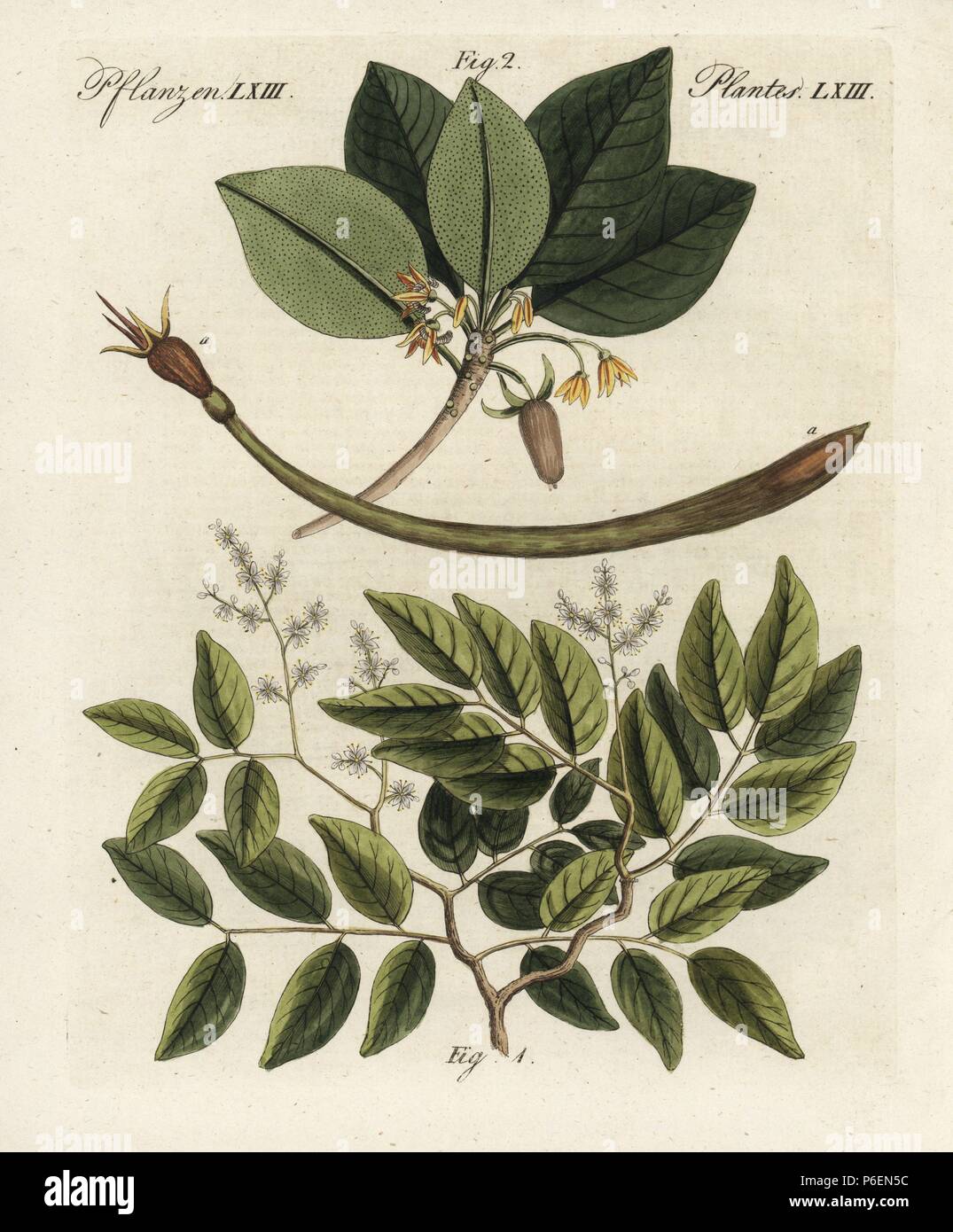 Copaiba balsam tree, Copaifera officinalis 1, and red mangrove, Rhizophora mangle 2. Handcoloured copperplate engraving from Bertuch's 'Bilderbuch fur Kinder' (Picture Book for Children), Weimar, 1798. Friedrich Johann Bertuch (1747-1822) was a German publisher and man of arts most famous for his 12-volume encyclopedia for children illustrated with 1,200 engraved plates on natural history, science, costume, mythology, etc., published from 1790-1830. Stock Photo