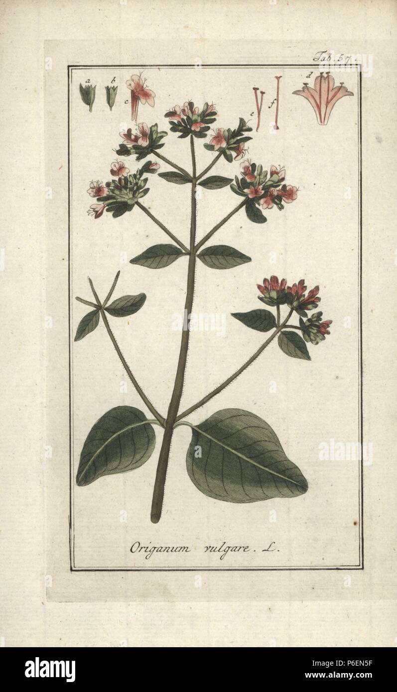Oregano, Origanum vulgare. Handcoloured copperplate engraving from Johannes Zorn's 'Icones plantarum medicinalium,' Germany, 1796. Zorn (1739-99) was a German pharmacist and botanist who travelled all over Europe searching for medicinal plants. Stock Photo