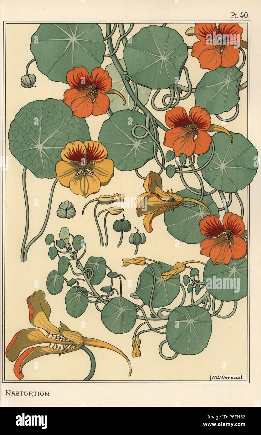 Nasturtium botanical study. Lithograph by M. P. Verneuil with pochoir (stencil) handcoloring from Eugene Grasset's “Plants and their Application to Ornament,” Paris, 1897. Eugene Grasset (1841-1917) was a Swiss artist whose innovative designs inspired the “art nouveau” movement at the end of the 19th century. Stock Photo