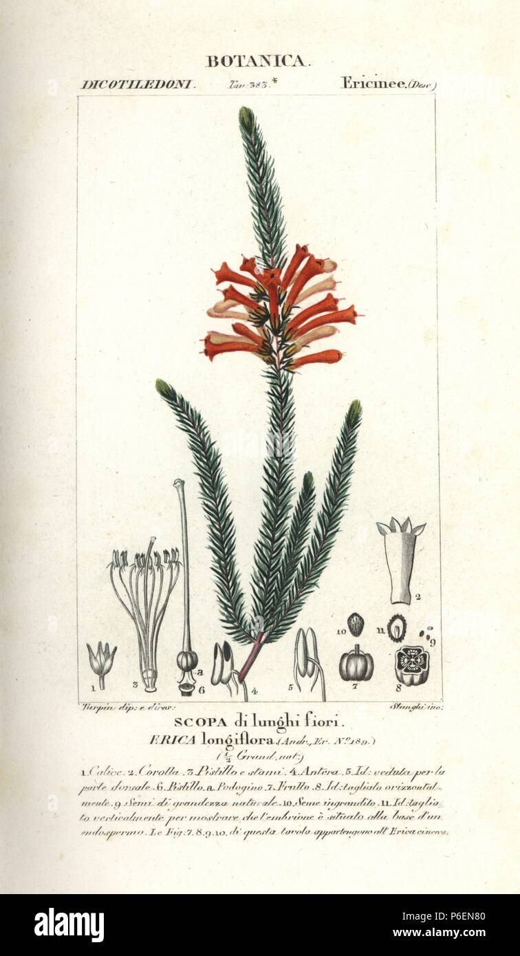 Heather, Erica conspicua Aiton. Handcoloured copperplate stipple engraving from Jussieu's 'Dictionary of Natural Science,' Florence, Italy, 1837. Engraved by Corsi, drawn by Pierre Jean-Francois Turpin, and published by Batelli e Figli. Turpin (1775-1840) is considered one of the greatest French botanical illustrators of the 19th century. Stock Photo