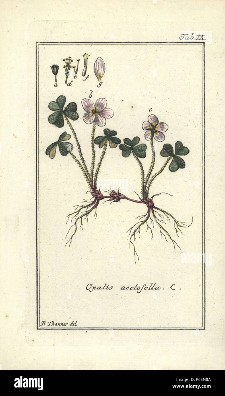 Wood Sorrel Oxalis Acetosella Handcoloured Copperplate Engraving From A Drawing By B Thanner From Johannes Zorn S Icones Plantarum Medicinalium Germany 1796 Zorn 1739 99 Was A German Pharmacist And Botanist Who Travelled All