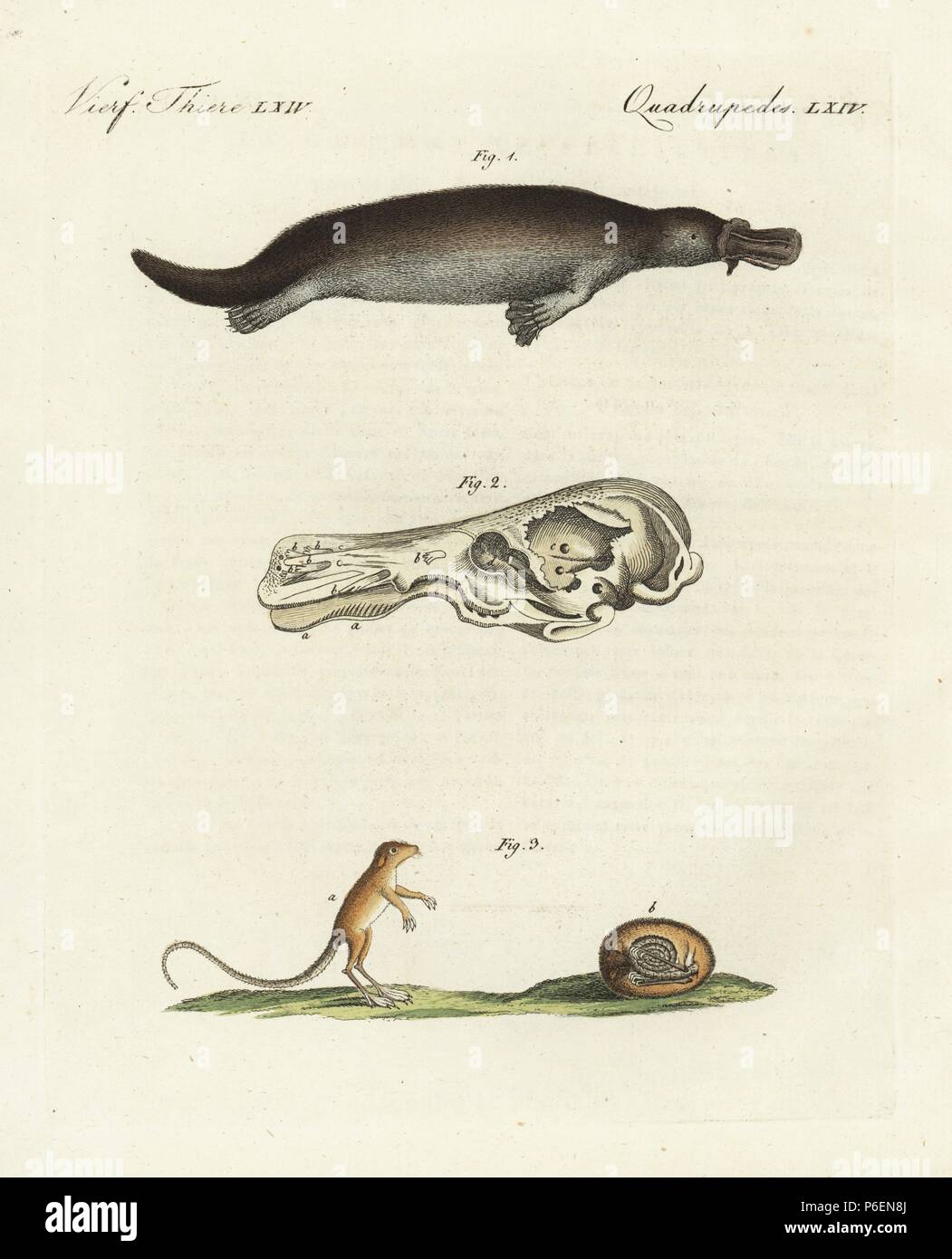 Duck-billed platypus 1, Ornithorhynchus anatinus, skull 2, and meadow jumping mouse, Zapus hudonius, awake 1 and hibernating 2. Handcoloured copperplate engraving from Bertuch's 'Bilderbuch fur Kinder' (Picture Book for Children), Weimar, 1798. Friedrich Johann Bertuch (1747-1822) was a German publisher and man of arts most famous for his 12-volume encyclopedia for children illustrated with 1,200 engraved plates on natural history, science, costume, mythology, etc., published from 1790-1830. Stock Photo