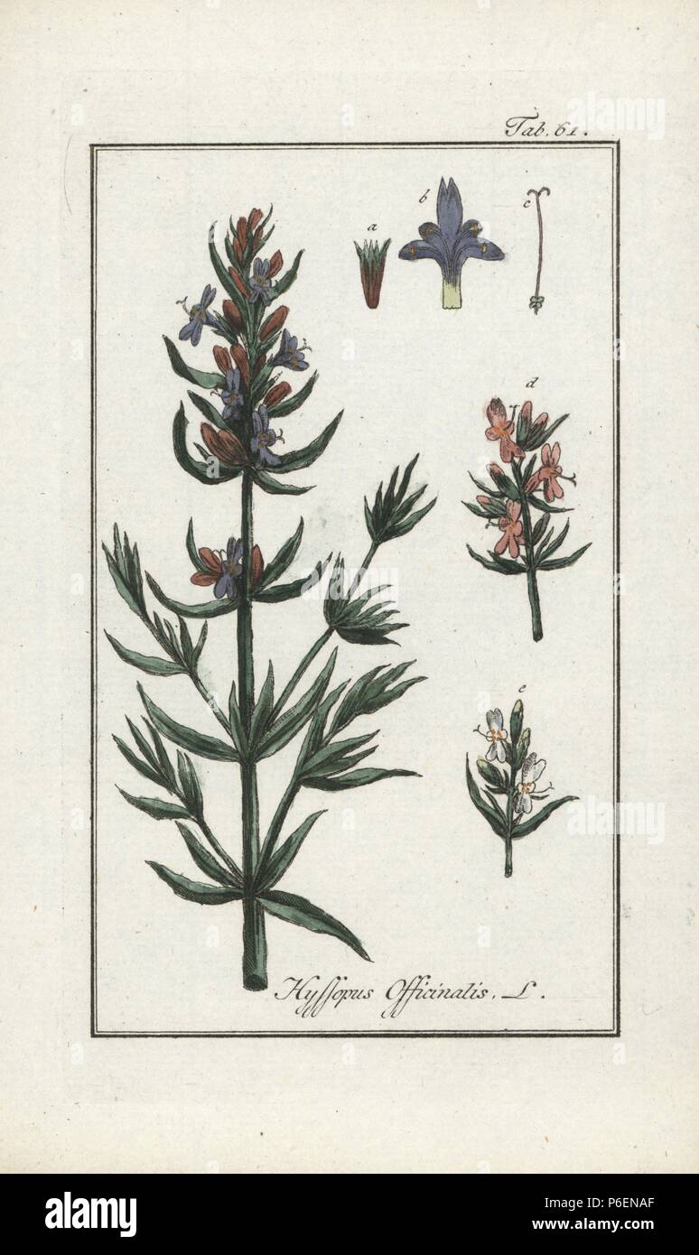 Hyssop, Hyssopus officinalis. Handcoloured copperplate engraving from Johannes Zorn's 'Icones plantarum medicinalium,' Germany, 1796. Zorn (1739-99) was a German pharmacist and botanist who travelled all over Europe searching for medicinal plants. Stock Photo