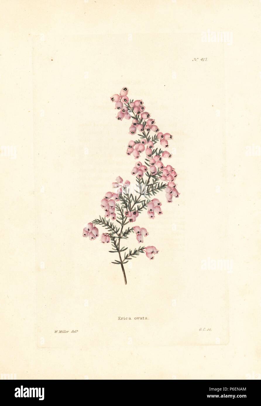 Hairy-flower heath, Erica hirtiflora, native to South Africa. Handcoloured copperplate engraving by George Cooke from an illustration by W. Miller from Conrad Loddiges' Botanical Cabinet, London, 1810. Stock Photo