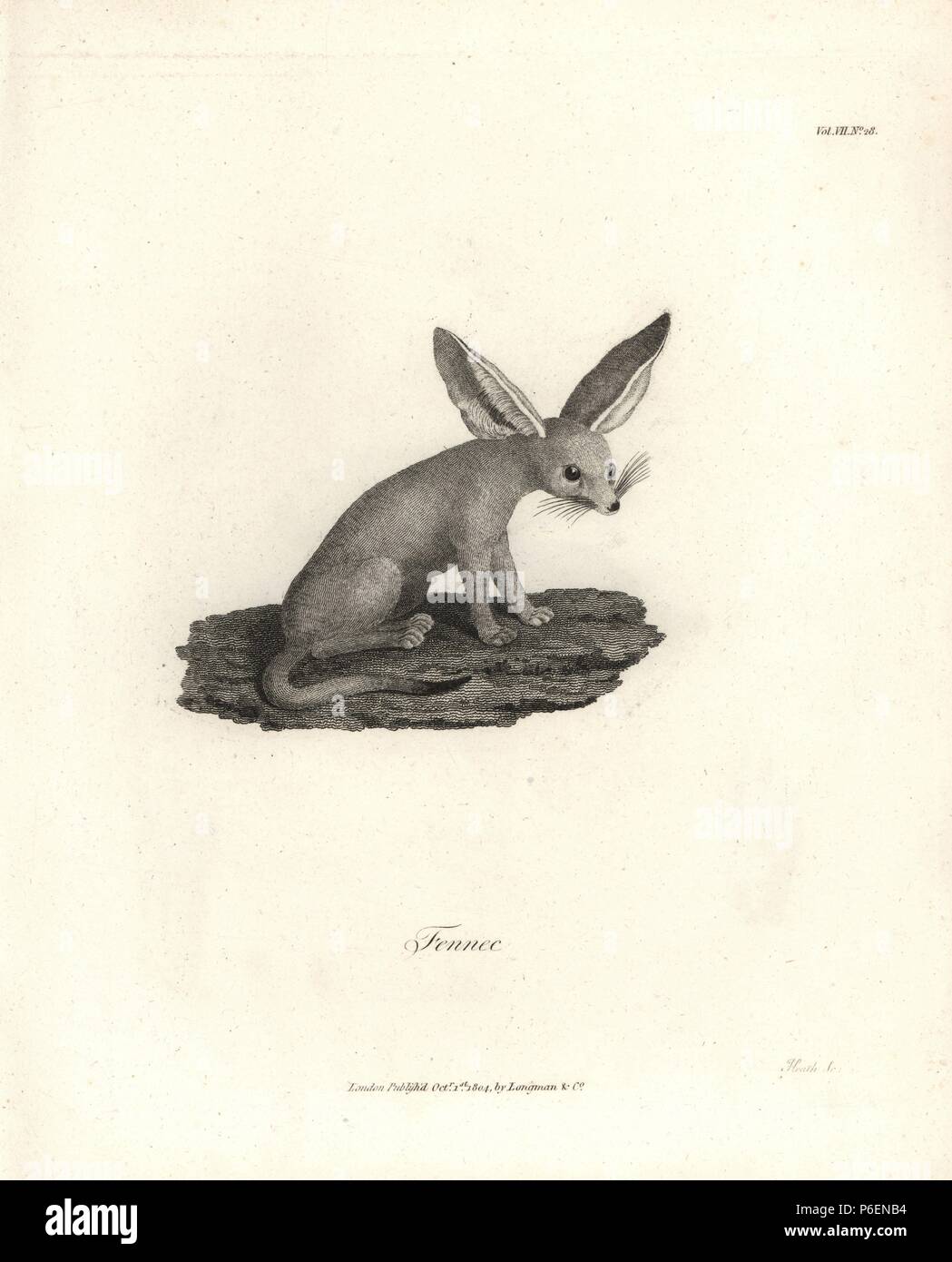 Fennec fox, Vulpes zerda. Copperplate engraving from James Bruce's 'Travels to Discover the Source of the Nile, in the years 1768, 1769, 1770, 1771, 1772 and 1773,' London, 1790. James Bruce (1730-1794) was a Scottish explorer and travel writer who spent more than 12 years in North Africa and Ethiopia. Engraved by Heath after an original drawing by Bruce. Stock Photo