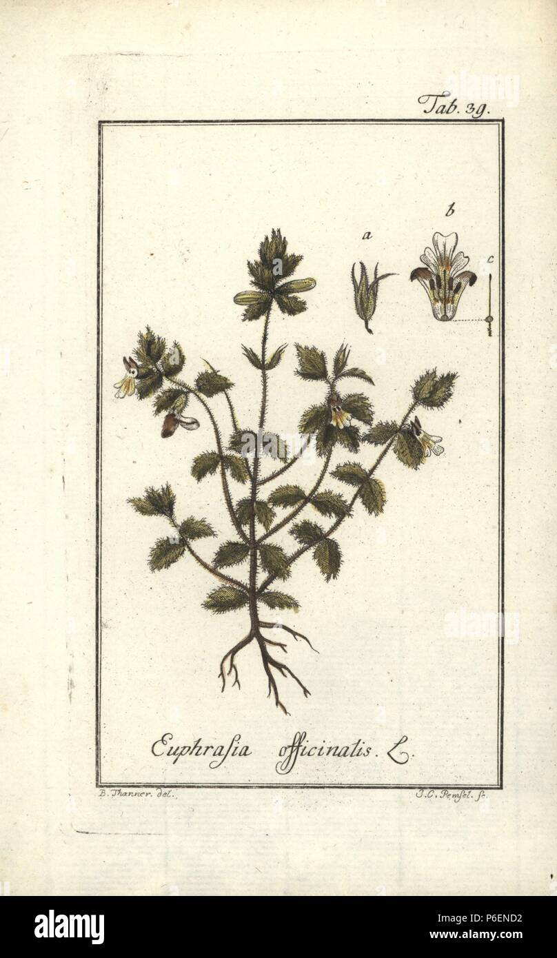 Eyebright, Euphrasia officinalis. Handcoloured copperplate engraving by J.C. Pemsel from a drawing by B. Thanner from Johannes Zorn's 'Icones plantarum medicinalium,' Germany, 1796. Zorn (1739-99) was a German pharmacist and botanist who travelled all over Europe searching for medicinal plants. Stock Photo