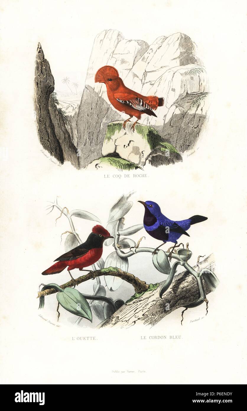 Guianan cock-of-the-rock, Rupicola rupicola, Guianan red cotinga, Phoenicircus carnifex, and banded cotinga, Cotinga maculata (endangered). Handcoloured engraving on steel by Pardinel after a drawing by Edouard Travies from Richard's "New Edition of the Complete Works of Buffon," Pourrat Freres, Paris, 1837. Stock Photo