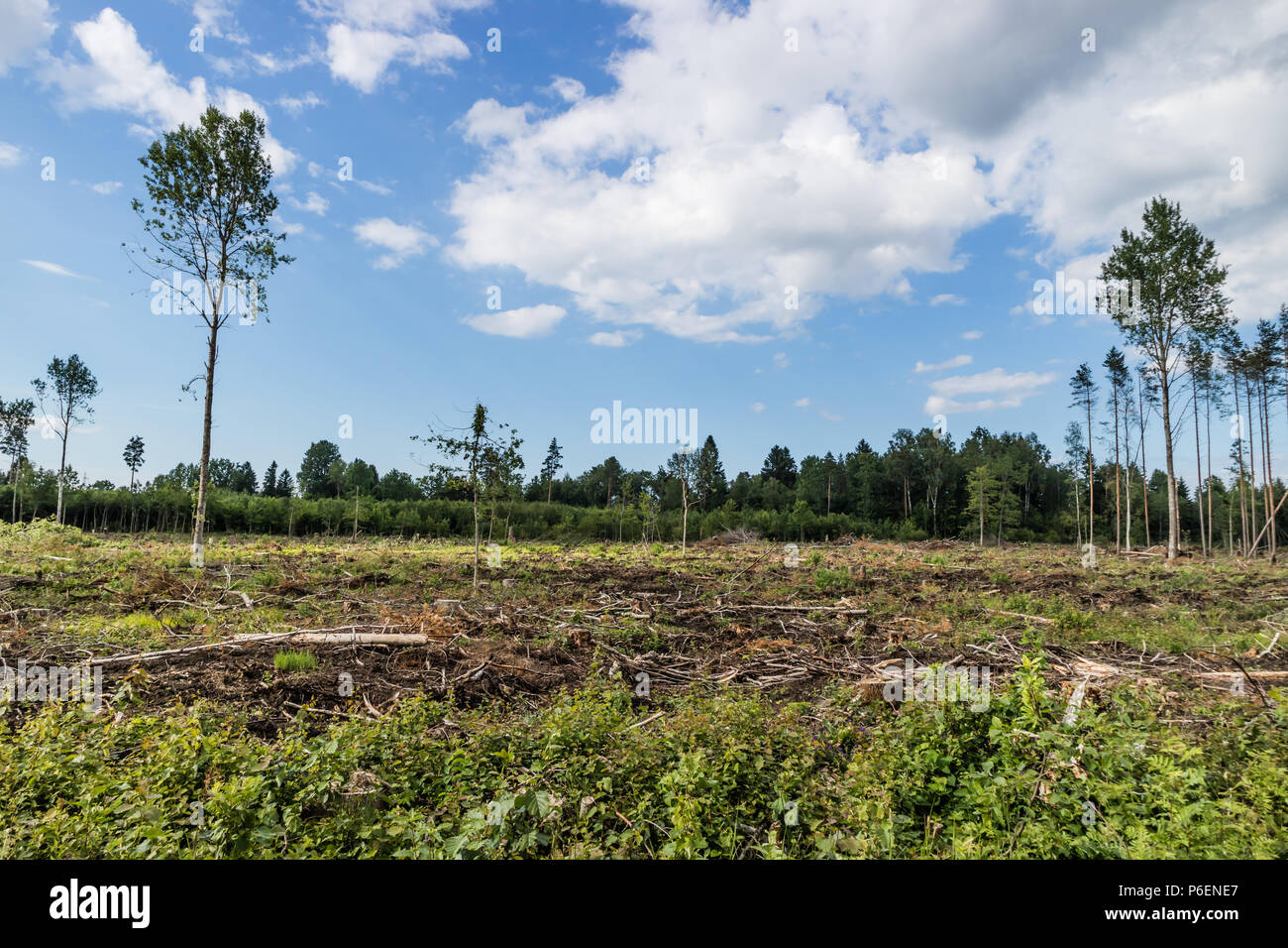 View to the field with cut down forest with some trees left Stock Photo ...