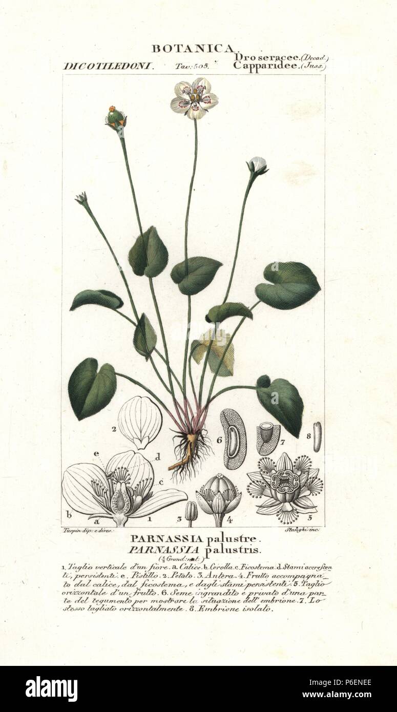 Marsh grass of Parnassus, Parnassia palustris, native to Europe. Handcoloured copperplate stipple engraving from Jussieu's 'Dictionary of Natural Science,' Florence, Italy, 1837. Engraved by Stanghi, drawn by Pierre Jean-Francois Turpin, and published by Batelli e Figli. Turpin (1775-1840) is considered one of the greatest French botanical illustrators of the 19th century. Stock Photo