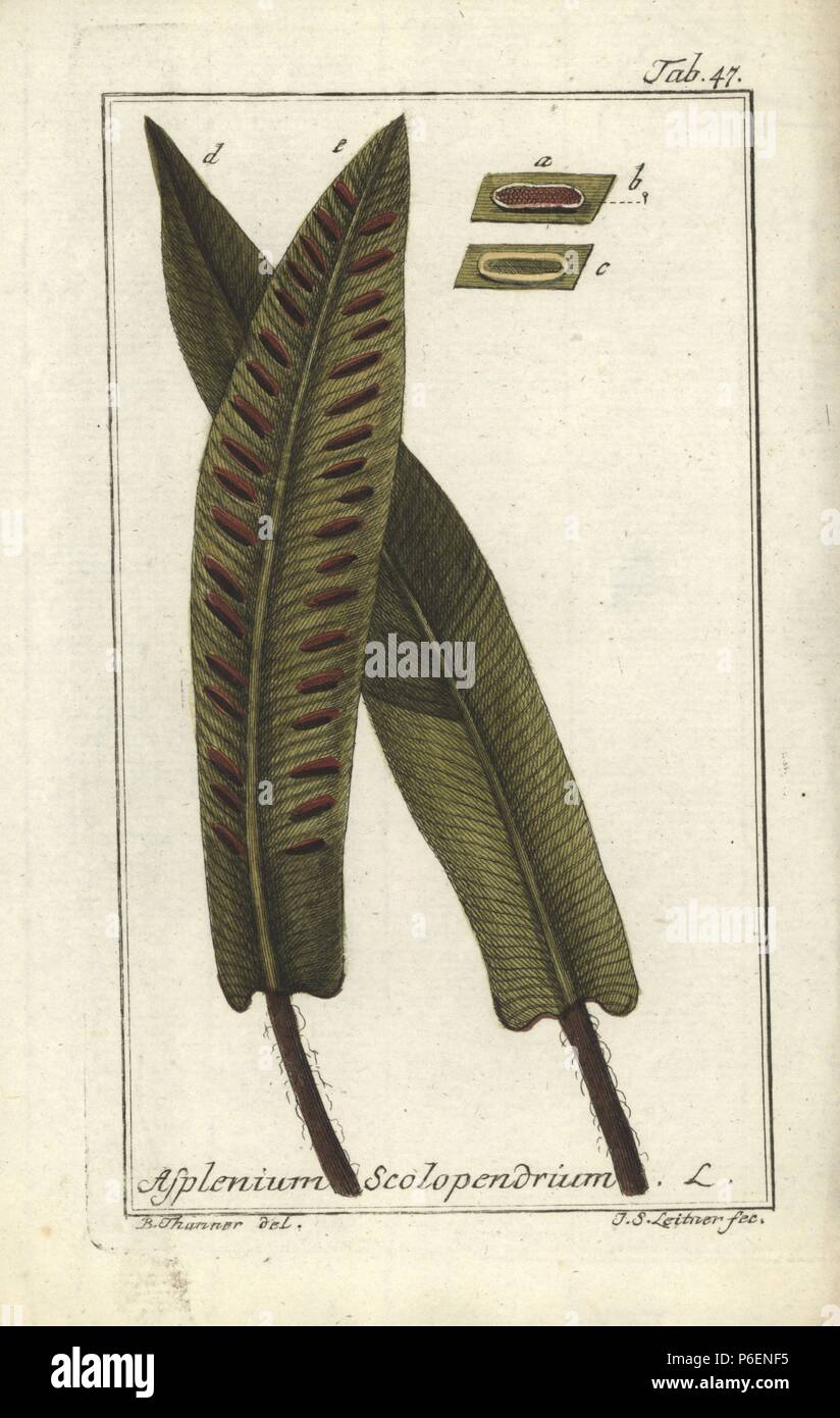 Hart's-tongue fern, Asplenium scolopendrium. Handcoloured copperplate engraving by J.S. Leitner from a drawing by B. Thanner from Johannes Zorn's 'Icones plantarum medicinalium,' Germany, 1796. Zorn (1739-99) was a German pharmacist and botanist who travelled all over Europe searching for medicinal plants. Stock Photo