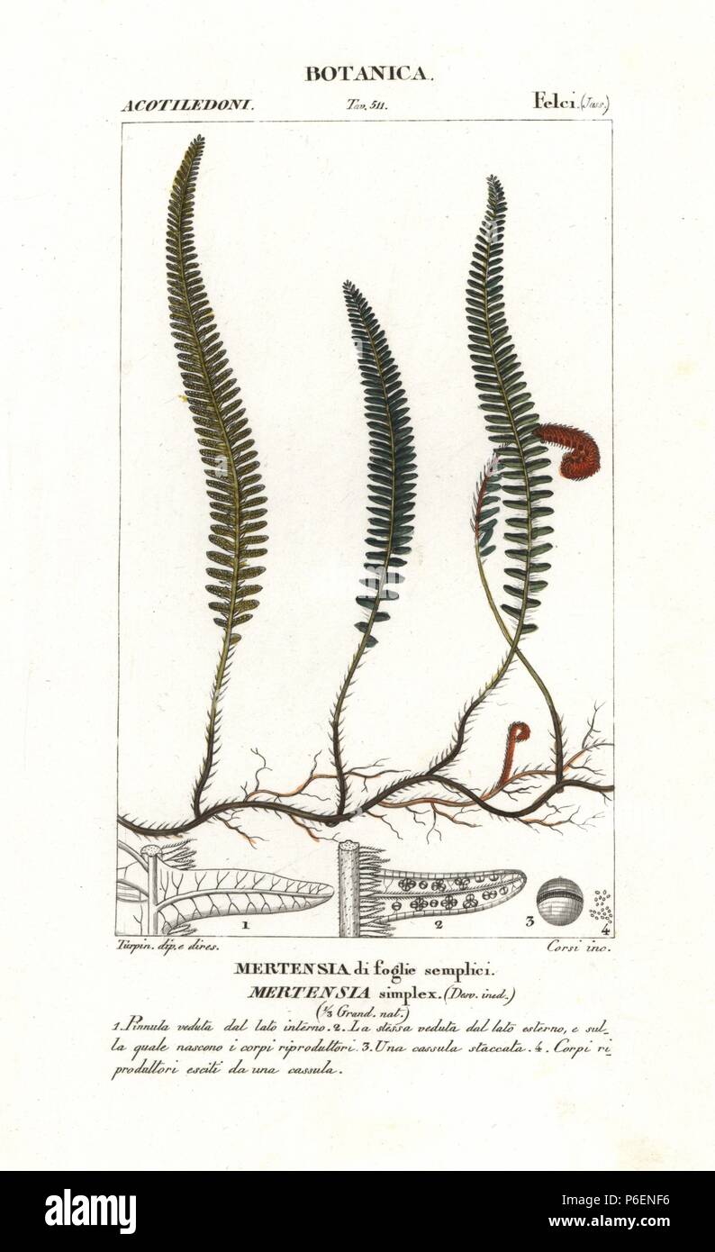 Shield fern, Sticherus simplex, native to Australia. Handcoloured copperplate stipple engraving from Jussieu's 'Dictionary of Natural Science,' Florence, Italy, 1837. Engraved by Corsi, drawn by Pierre Jean-Francois Turpin, and published by Batelli e Figli. Turpin (1775-1840) is considered one of the greatest French botanical illustrators of the 19th century. Stock Photo