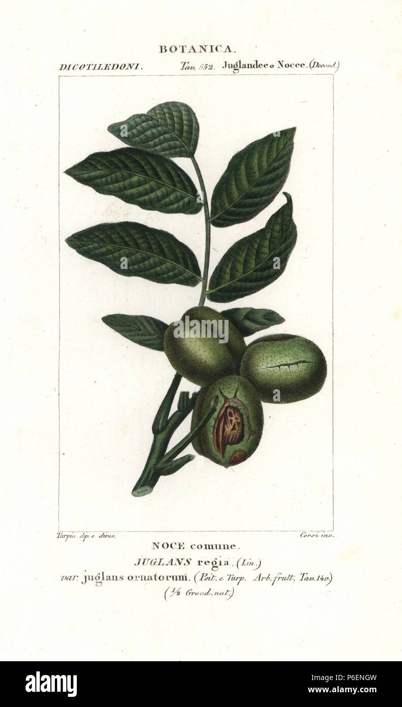 Walnut tree, Juglans regia. Handcoloured copperplate stipple engraving from Jussieu's 'Dictionary of Natural Science,' Florence, Italy, 1837. Engraved by Corsi, drawn by Pierre Jean-Francois Turpin, and published by Batelli e Figli. Turpin (1775-1840) is considered one of the greatest French botanical illustrators of the 19th century. Stock Photo