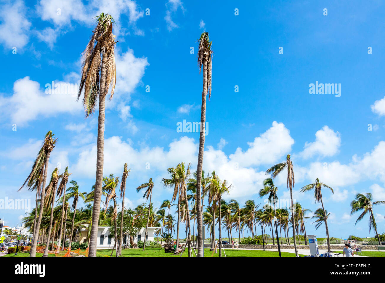 Miami Beach Florida,Lummus Park,Hurricane Irma storm wind damage damaged palm trees fronds,trunks,FL171015044 Stock Photo