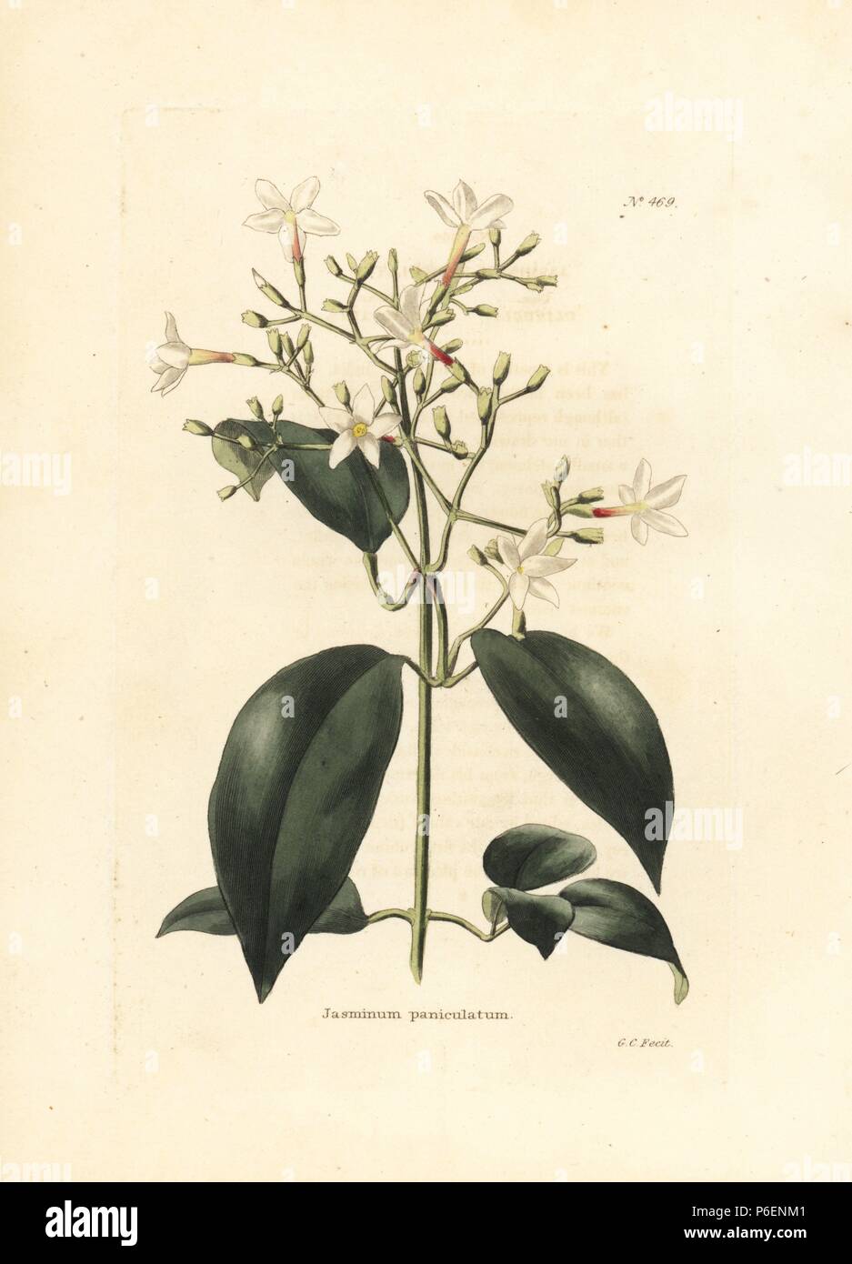 Jasminum lanceolaria. Handcoloured copperplate engraving by George Cooke from Conrad Loddiges' Botanical Cabinet, London, 1810. Stock Photo