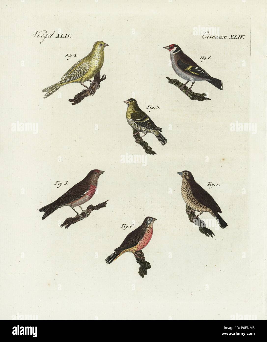 Goldfinch, Carduelis carduelis 1, blue chaffinch, Fringilla teydea 2, siskin, Carduelis spinus 3, linnet, Carduelis cannabina 4,5, and redpoll, Carduelis flammea 6. Handcoloured copperplate engraving from Bertuch's 'Bilderbuch fur Kinder' (Picture Book for Children), Weimar, 1798. Friedrich Johann Bertuch (1747-1822) was a German publisher and man of arts most famous for his 12-volume encyclopedia for children illustrated with 1,200 engraved plates on natural history, science, costume, mythology, etc., published from 1790-1830. Stock Photo