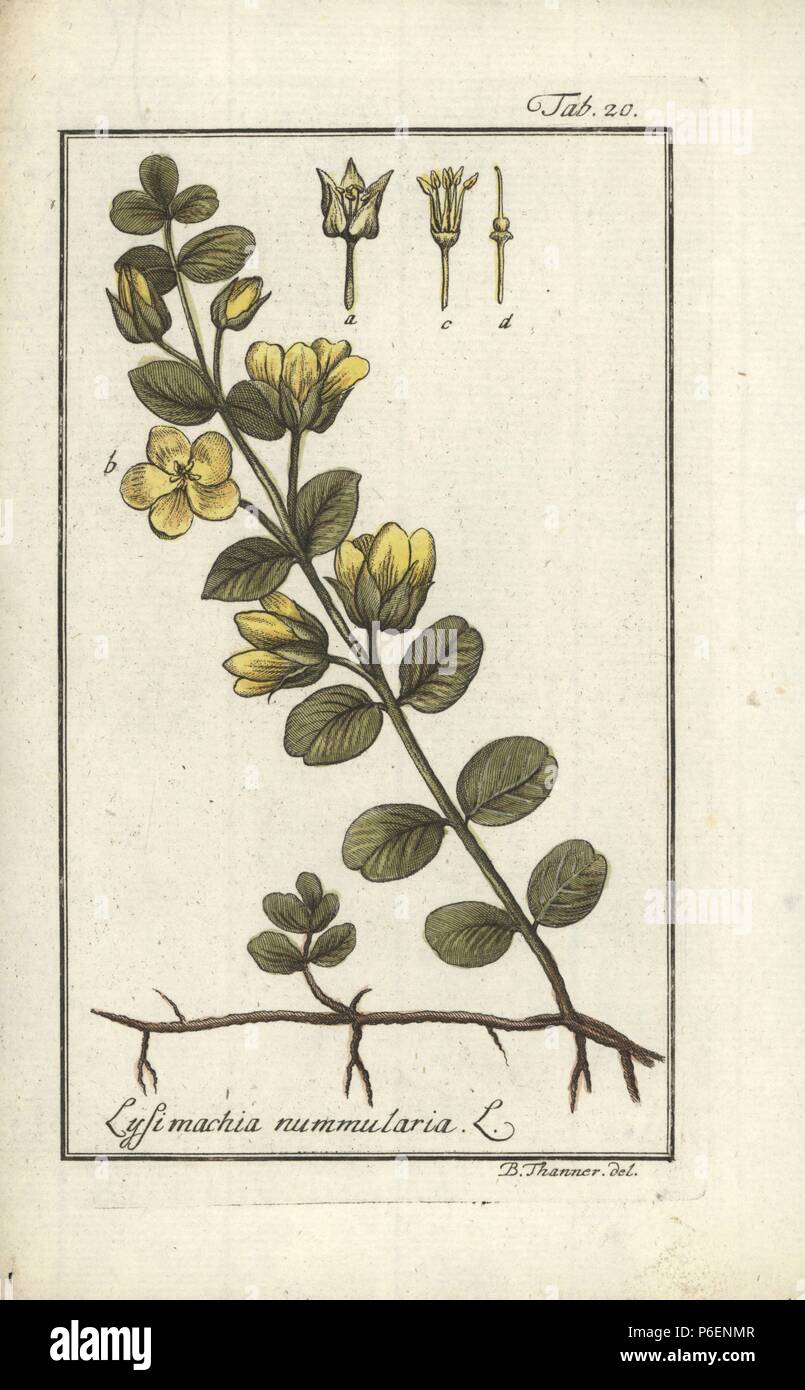 Moneywort, Lysimachia nummularia. Handcoloured copperplate engraving from a drawing by B. Thanner from Johannes Zorn's 'Icones plantarum medicinalium,' Germany, 1796. Zorn (1739-99) was a German pharmacist and botanist who travelled all over Europe searching for medicinal plants. Stock Photo