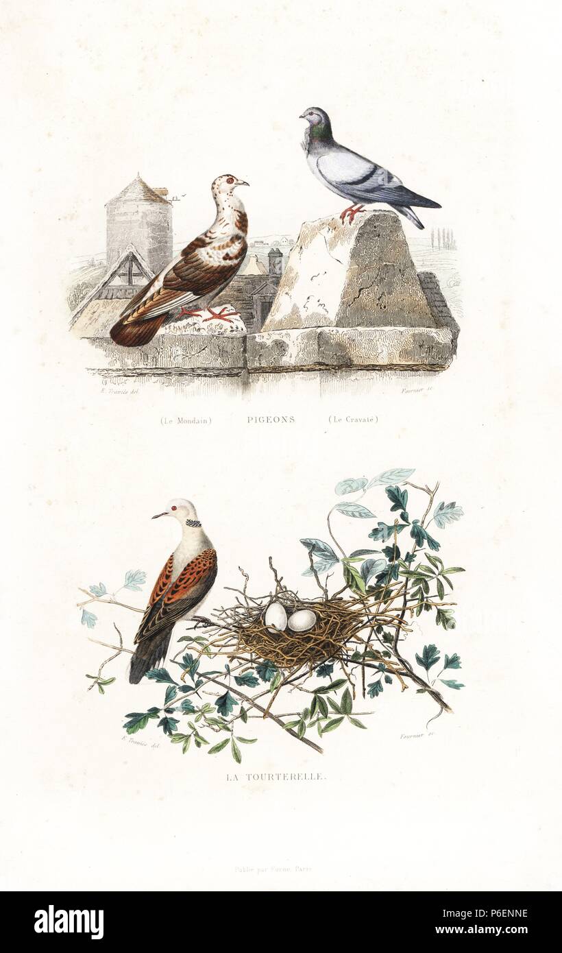 French Mondain and Cravate varieties of pigeon, Columba livia, on farm buildings and European turtle dove, Streptopelia turtur, near nest with eggs. Handcoloured engraving on steel by Fournier after a drawing by Edouard Travies from Richard's 'New Edition of the Complete Works of Buffon,' Pourrat Freres, Paris, 1837. Stock Photo