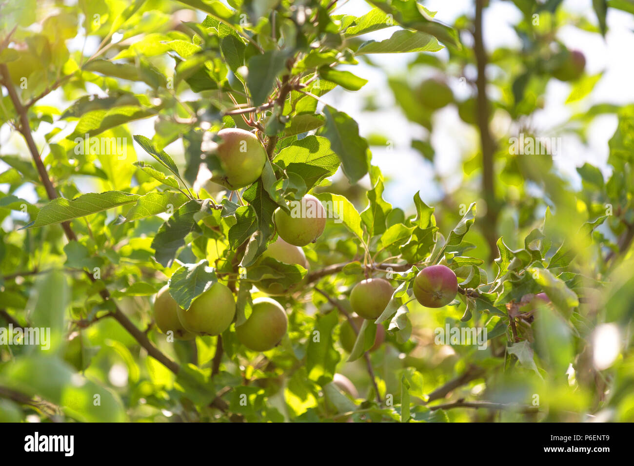 apple tree in the garden Stock Photo - Alamy