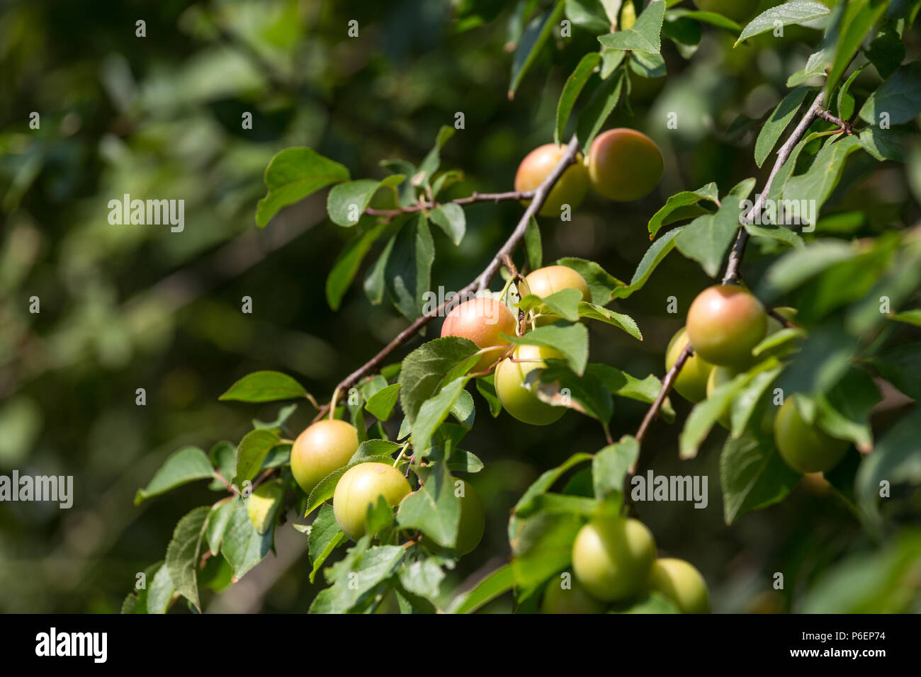 mirabelles tree in the garden Stock Photo