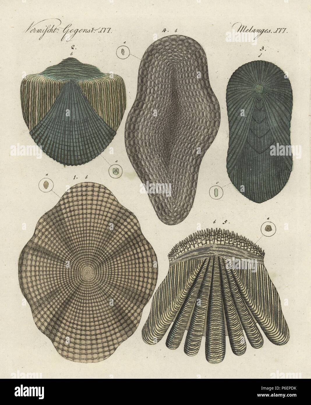 Fish scales: cod, Gadus morhua 1, gudgeon, Gobio gobio 2, tench, Tinca tinca 3, eel, Anguilla anguilla 4 and perch, Perca fluviatilis 5. Handcoloured copperplate engraving from Bertuch's 'Bilderbuch fur Kinder' (Picture Book for Children), Weimar, 1798. Friedrich Johann Bertuch (1747-1822) was a German publisher and man of arts most famous for his 12-volume encyclopedia for children illustrated with 1,200 engraved plates on natural history, science, costume, mythology, etc., published from 1790-1830. Stock Photo