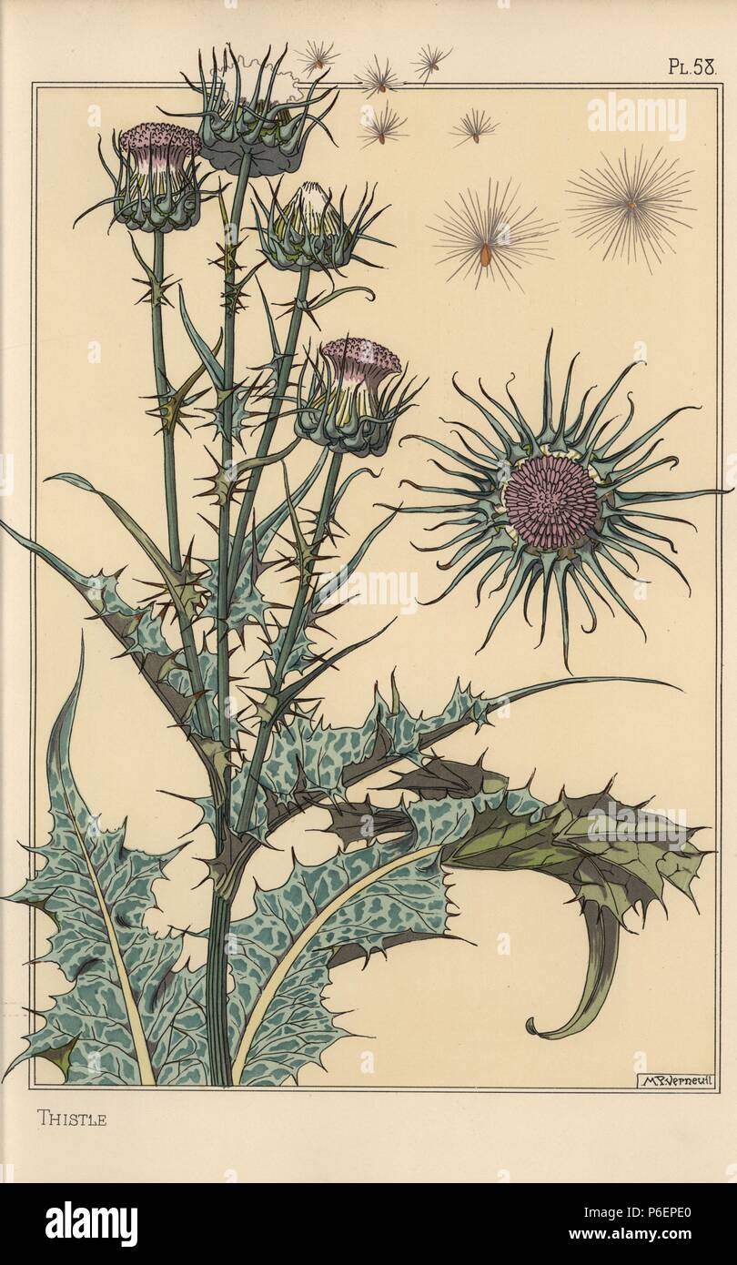 Thistle botanical study. Lithograph by M. P. Verneuil with pochoir (stencil) handcoloring from Eugene Grasset's “Plants and their Application to Ornament,” Paris, 1897. Eugene Grasset (1841-1917) was a Swiss artist whose innovative designs inspired the “art nouveau” movement at the end of the 19th century. Stock Photo