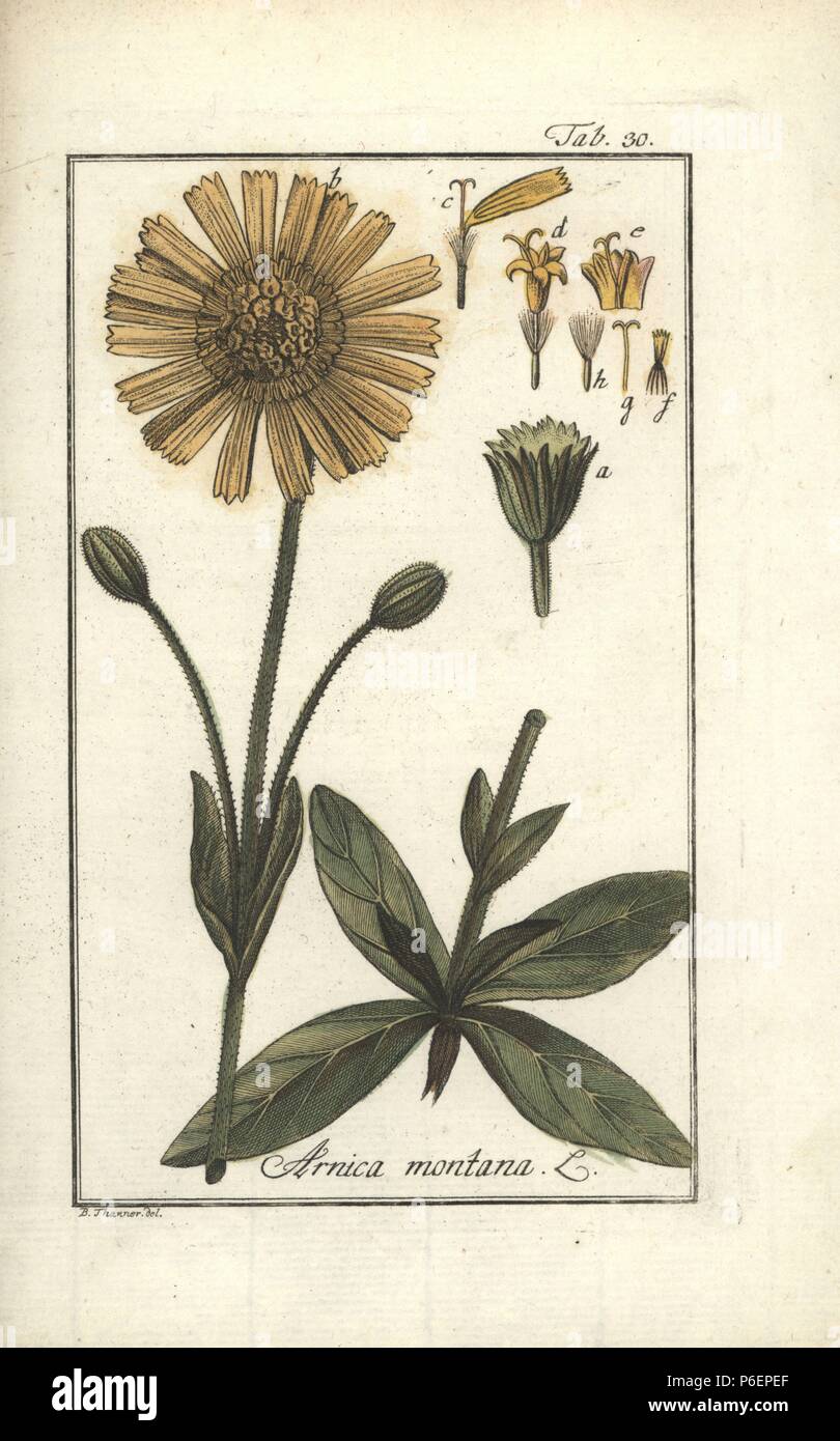 Leopard's bane or wolf's bane, Arnica montana. Handcoloured copperplate engraving from a drawing by B. Thanner from Johannes Zorn's 'Icones plantarum medicinalium,' Germany, 1796. Zorn (1739-99) was a German pharmacist and botanist who travelled all over Europe searching for medicinal plants. Stock Photo
